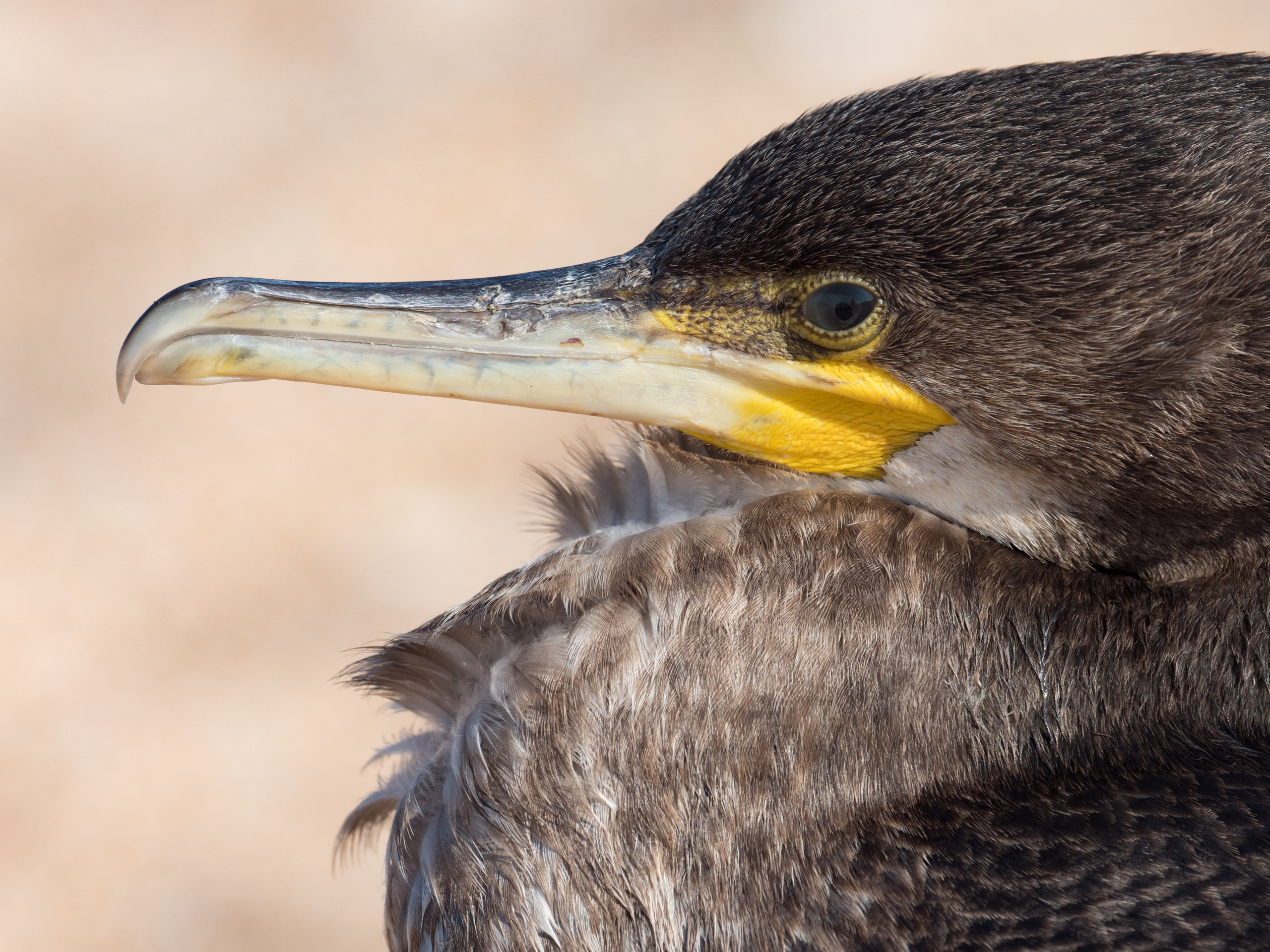 Птицы и животные. Oles Paritskiy
