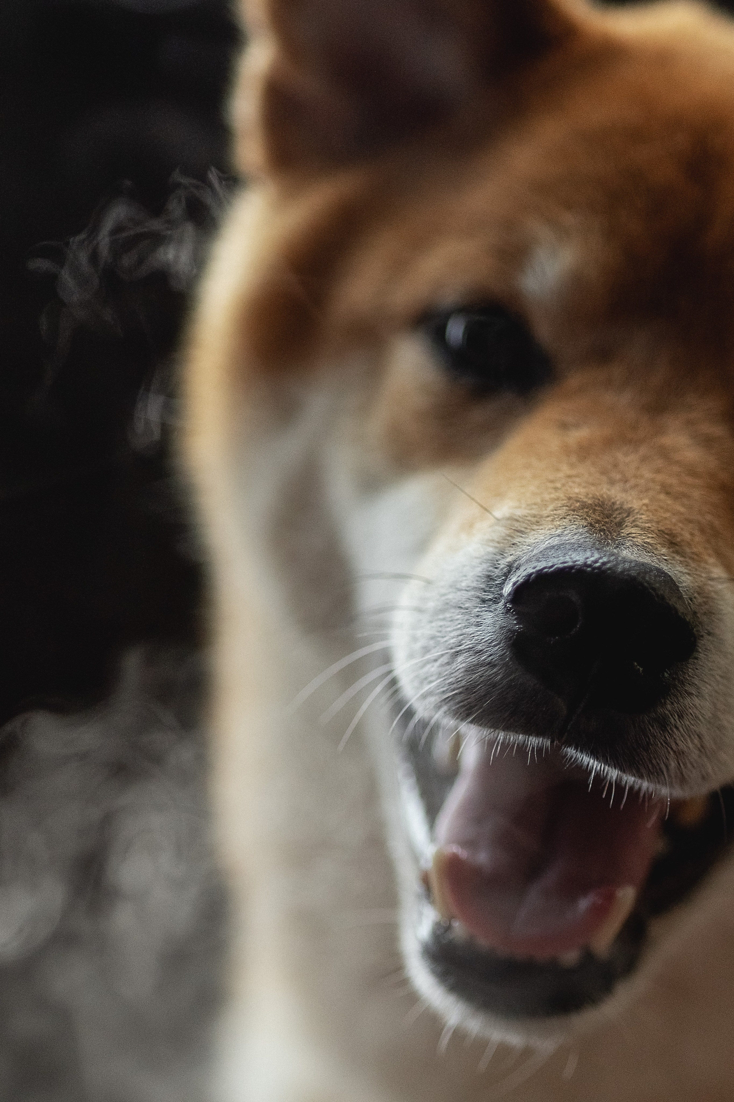 Марс и Алекс. Портретная съемка дома, на улице, в студии