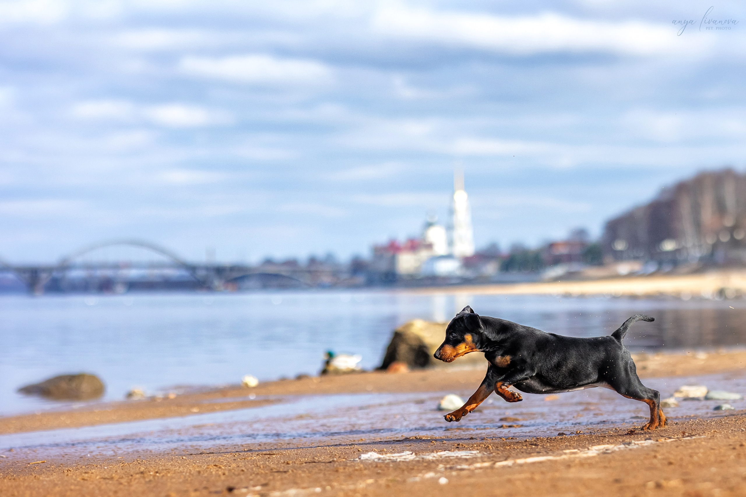 Баффи. Фотограф анималист Аня Ливанова | Рыбинск