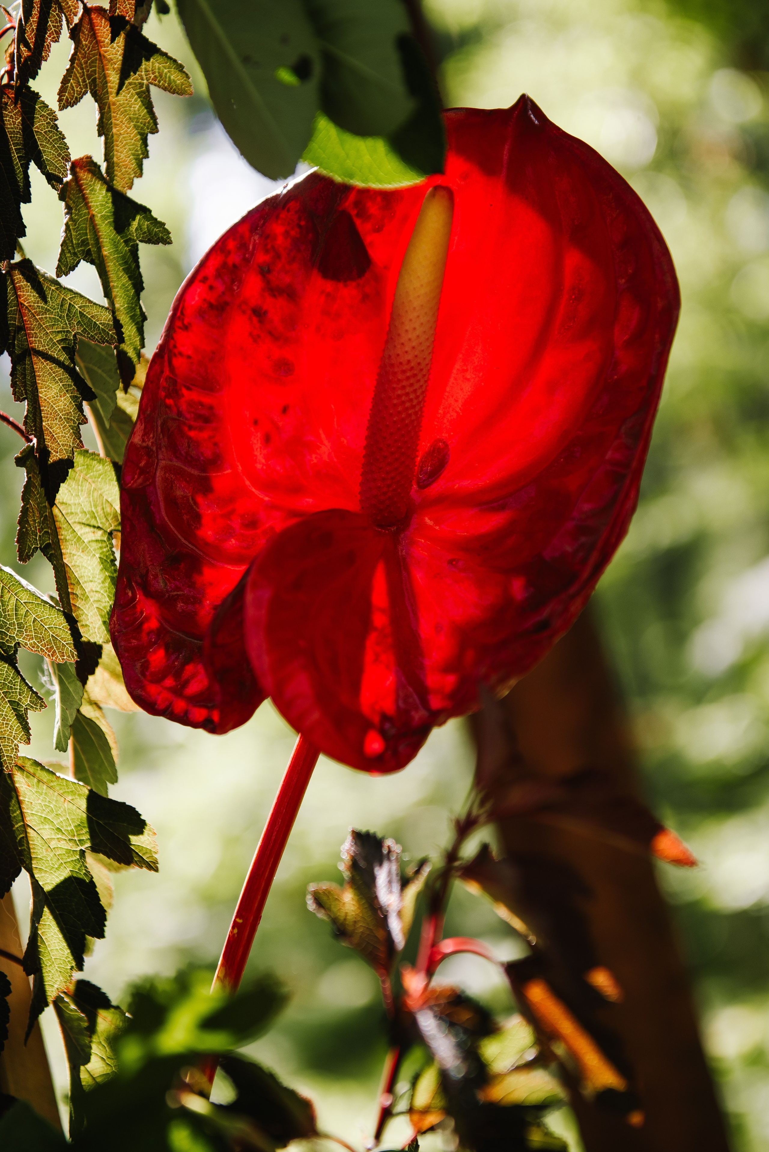 Альберт и Ася. Свадебный и портретный фотограф на Алтае Кузнецова Людмила