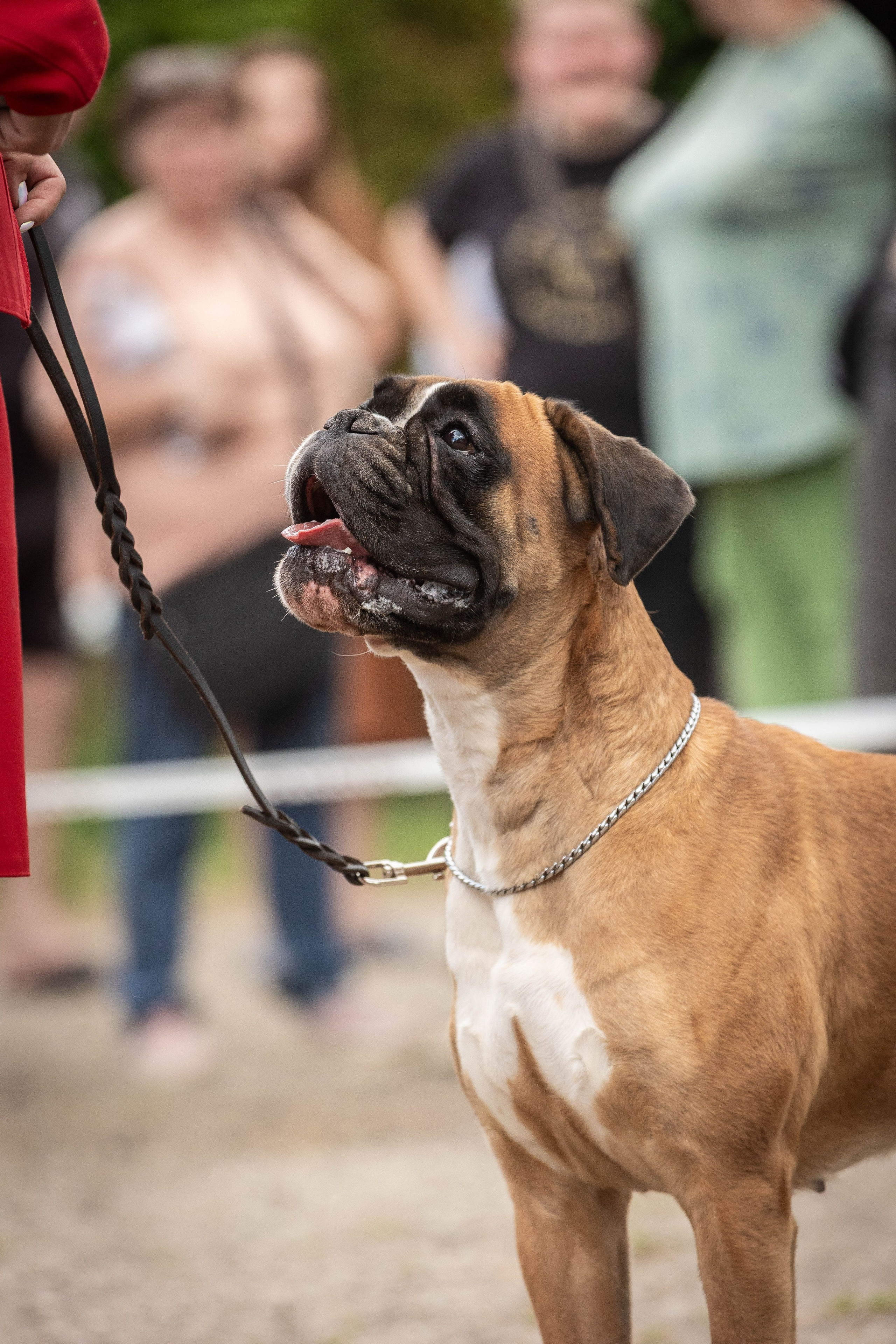 Репортаж (фото с выставок). Фотограф-АниМалист Анна Абрамова