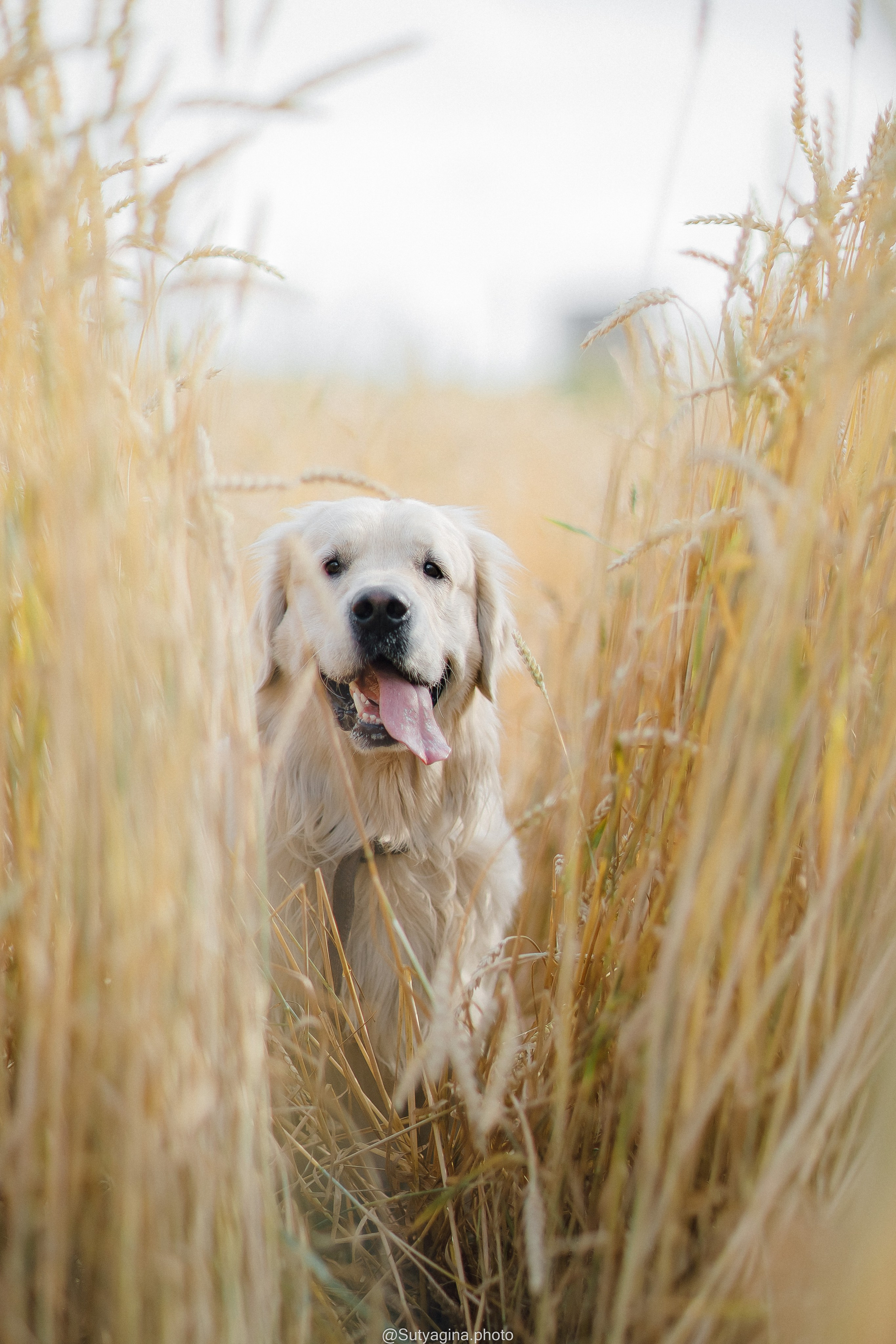 Золотистый ретривер Снежик. Свадебный и женский фотограф