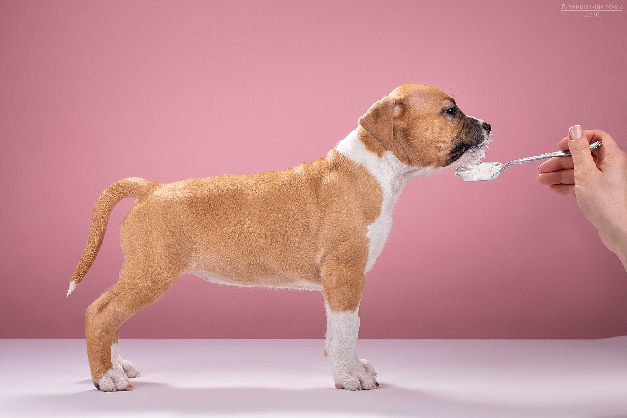 Экстерьерная фотосессия собаки. Фотограф собак в Москве и Московской области Иванушкина Мария