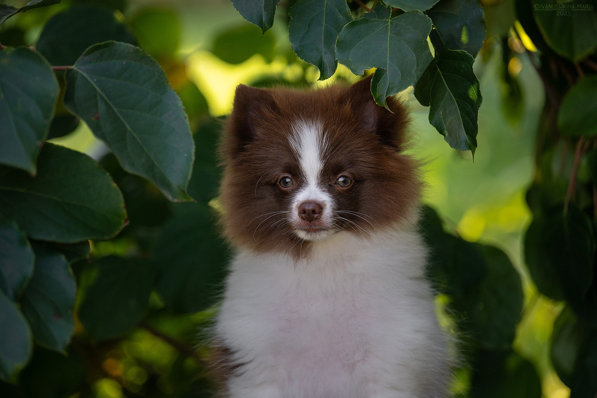 Фотосессия щенков на продажу. Фотограф собак в Москве и Московской области Иванушкина Мария