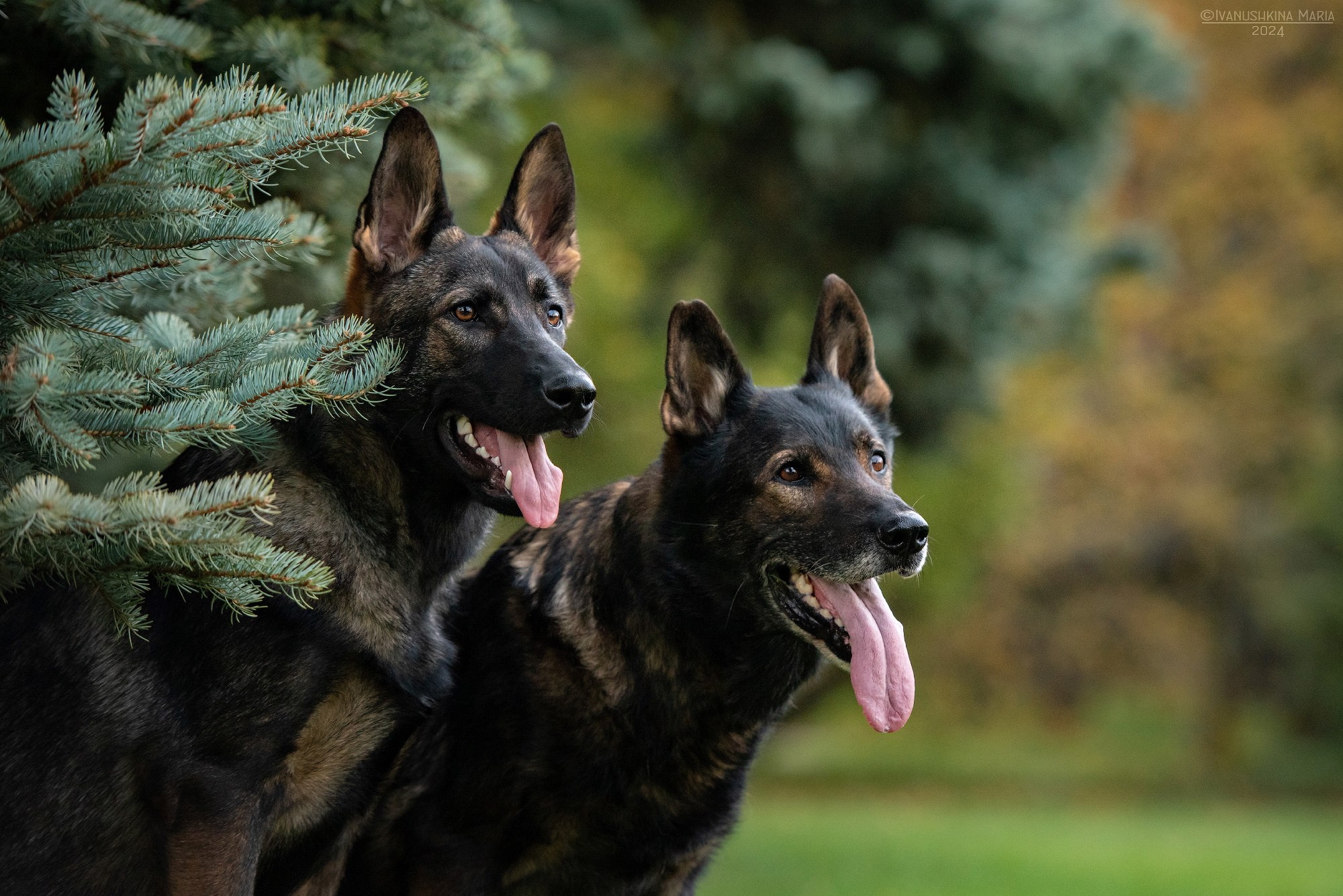 немецкие овчарки