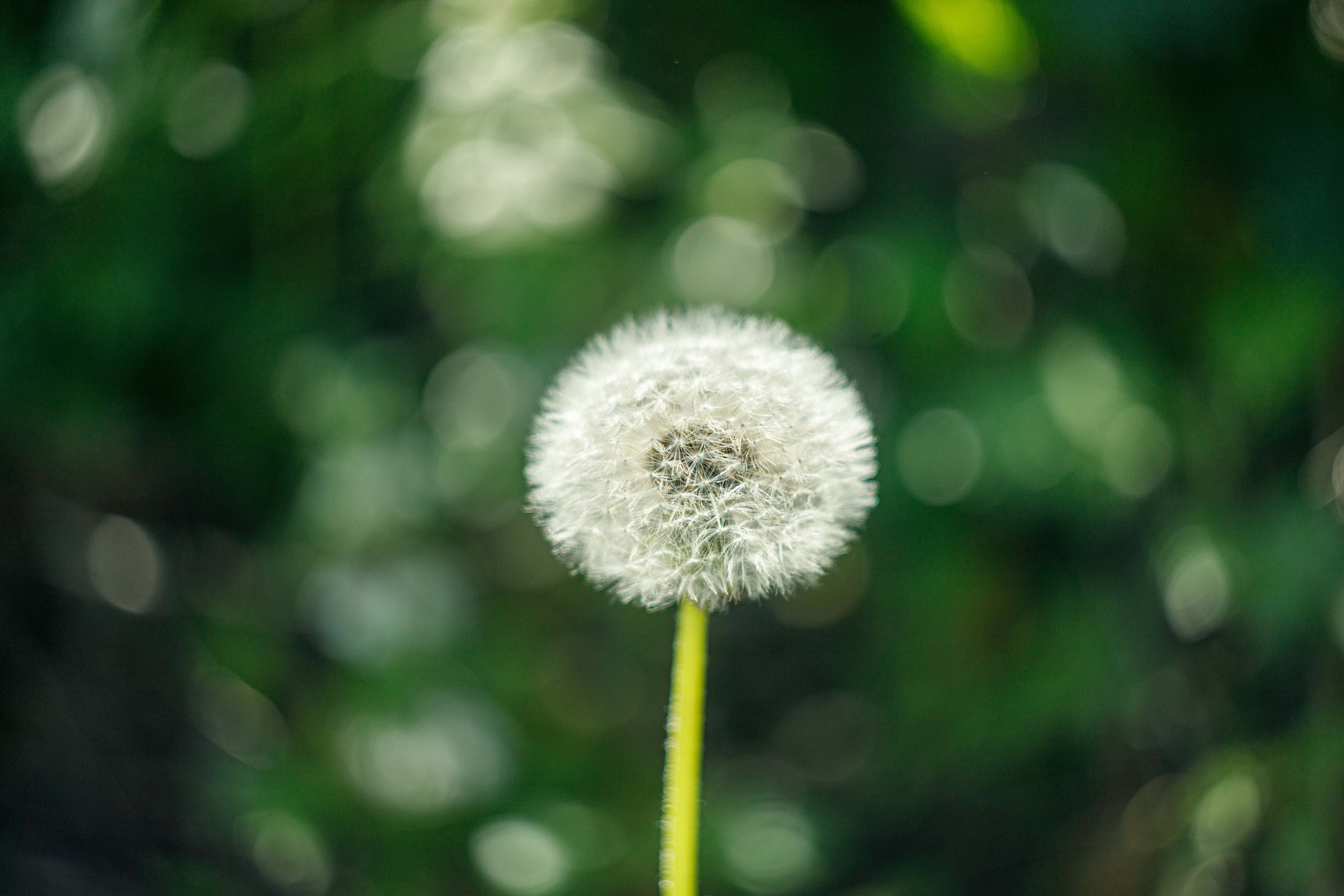 Гелиос 44-2 2/58. Фотограф Балаев Михаил