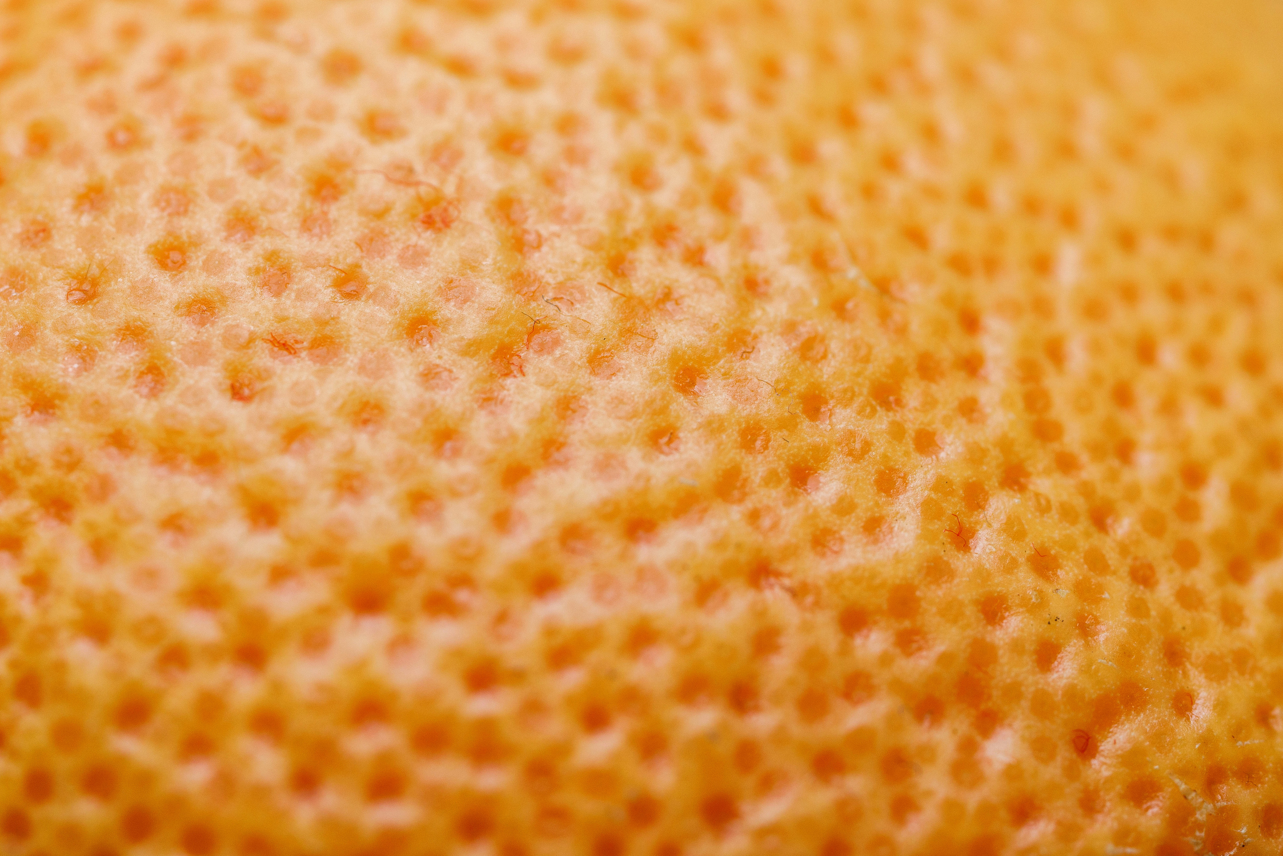 Макро съемка. Фотограф Балаев Михаил