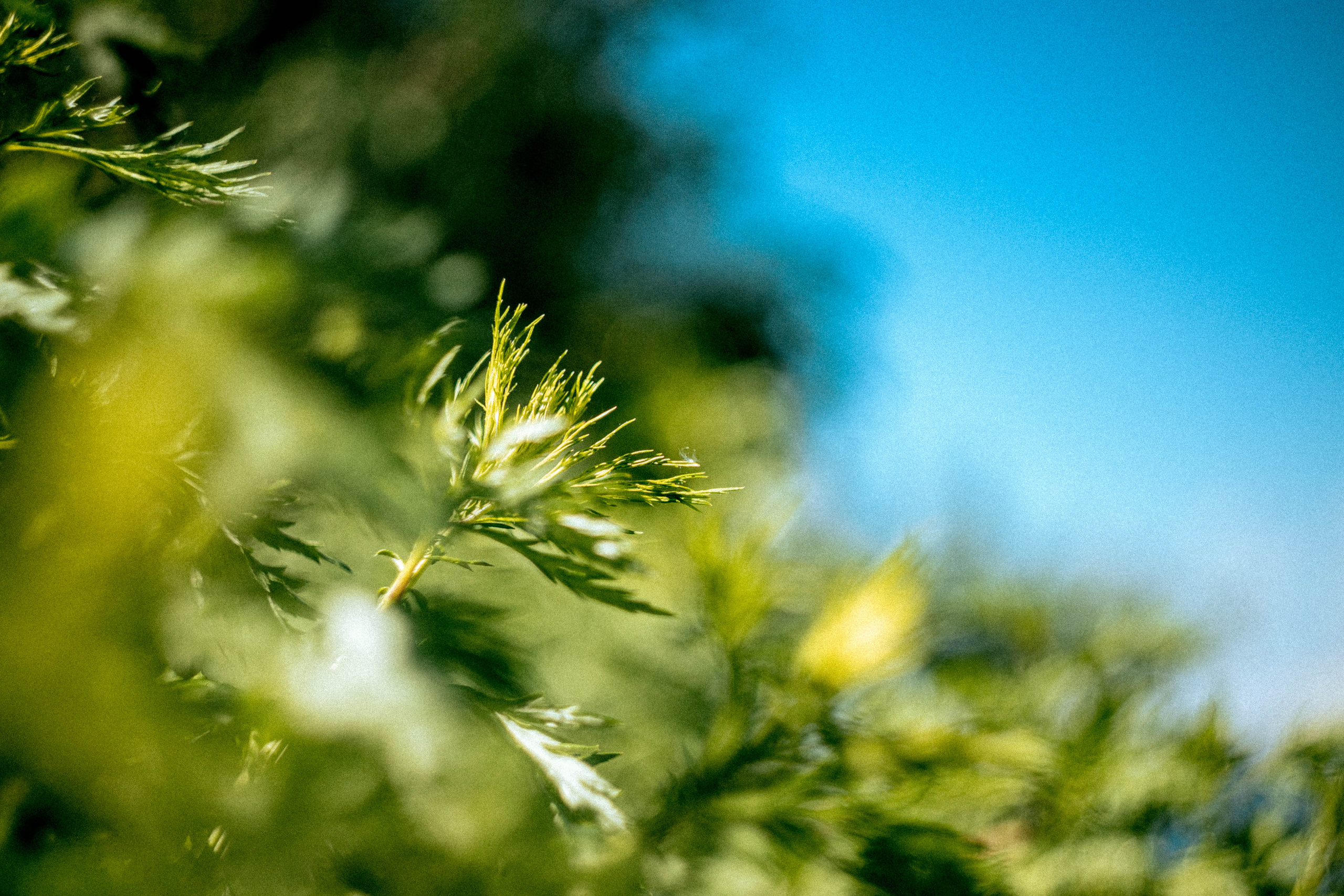 Гелиос 44-2 2/58. Фотограф Балаев Михаил