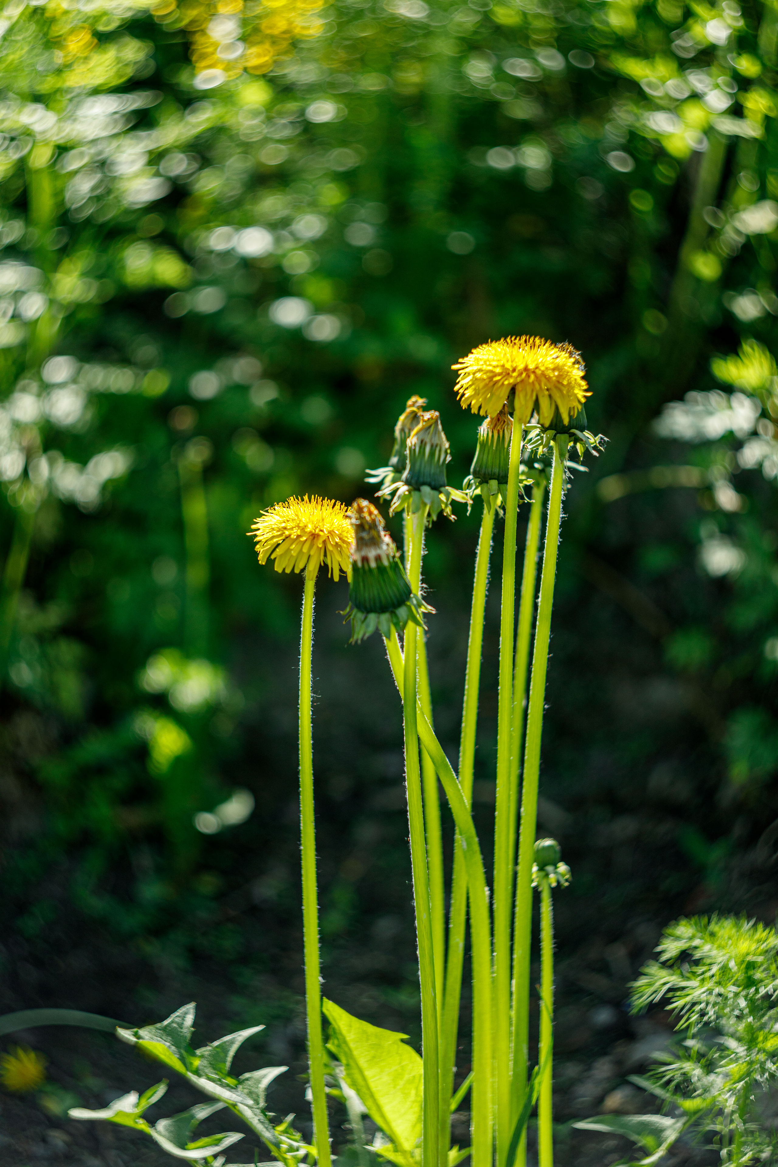 Гелиос 44-2 2/58. Фотограф Балаев Михаил