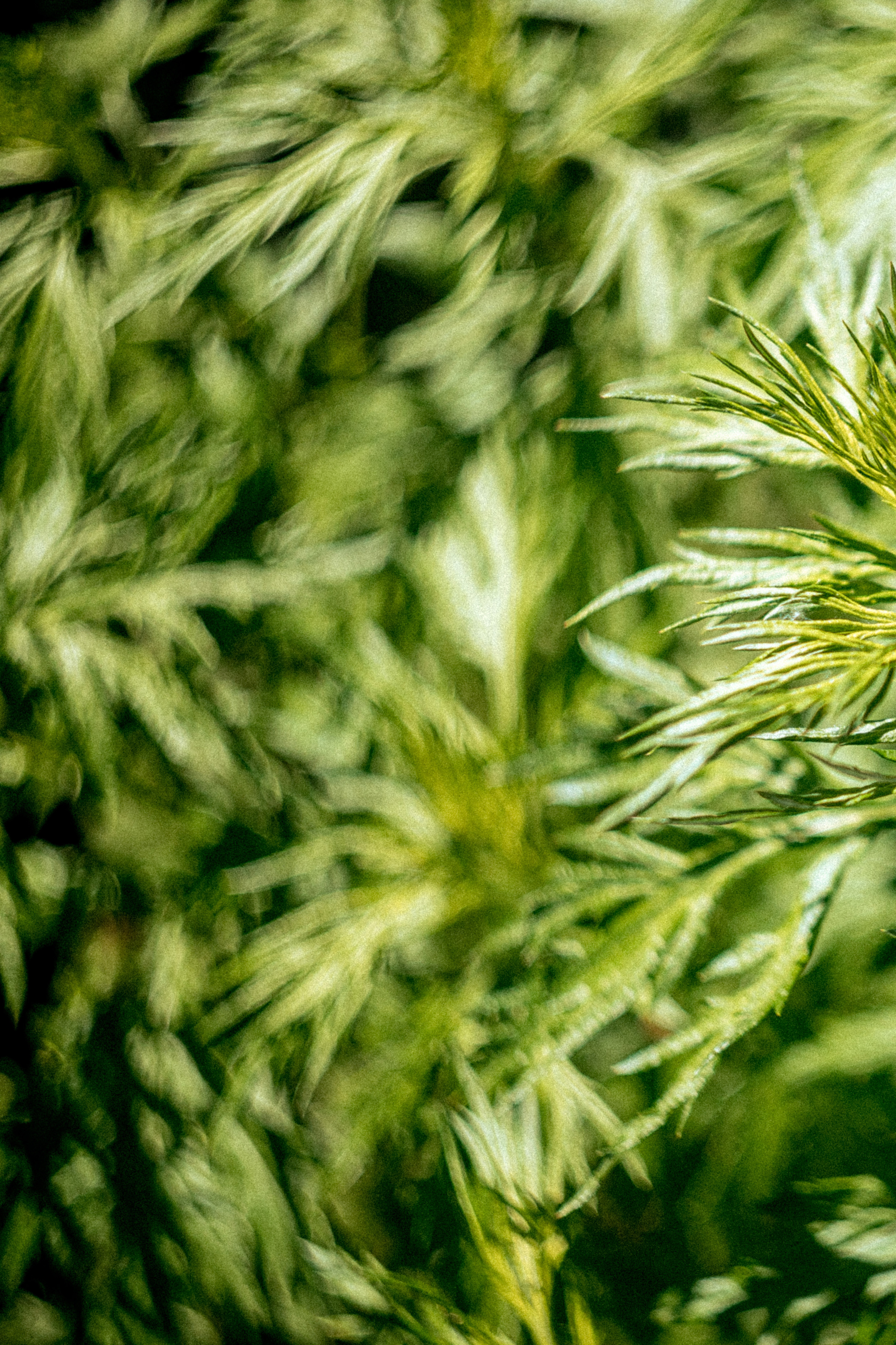 Гелиос 44-2 2/58. Фотограф Балаев Михаил