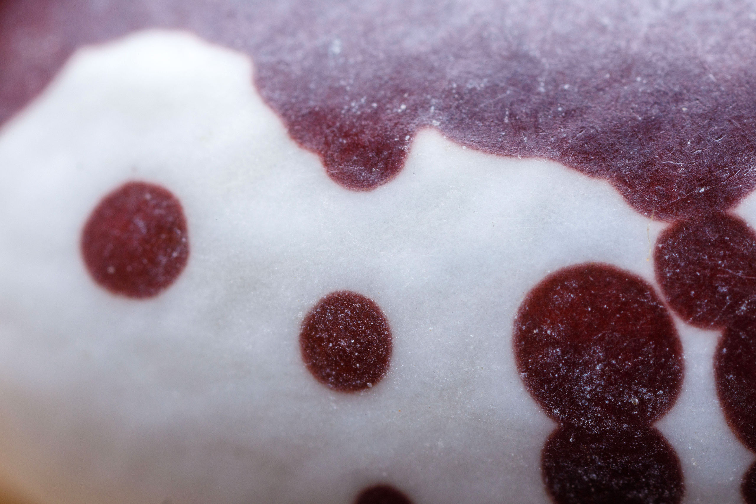 Макро съемка. Фотограф Балаев Михаил