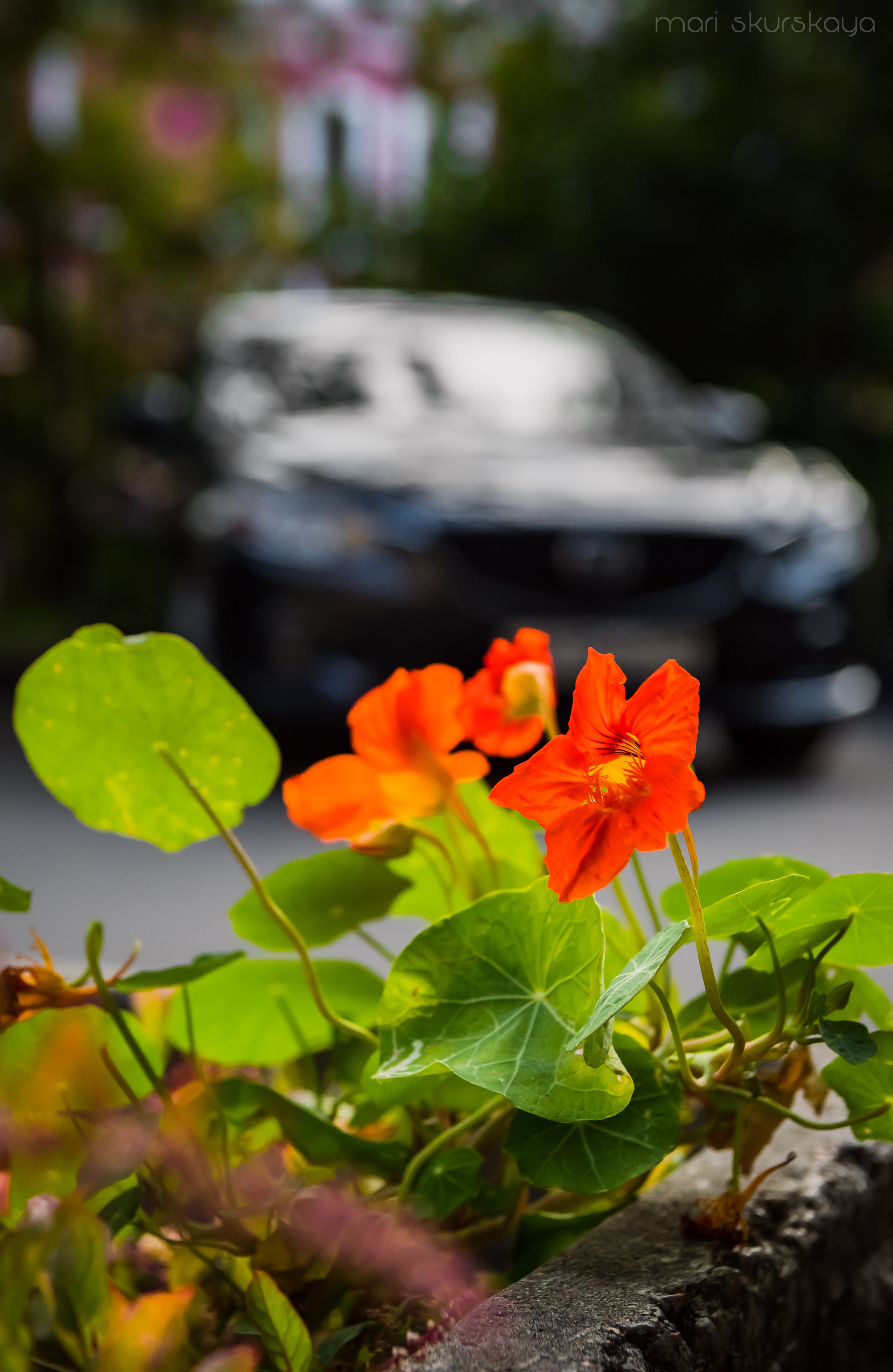 Автошкола. Мотофотограф в Санкт-Петербурге Мария Скурская