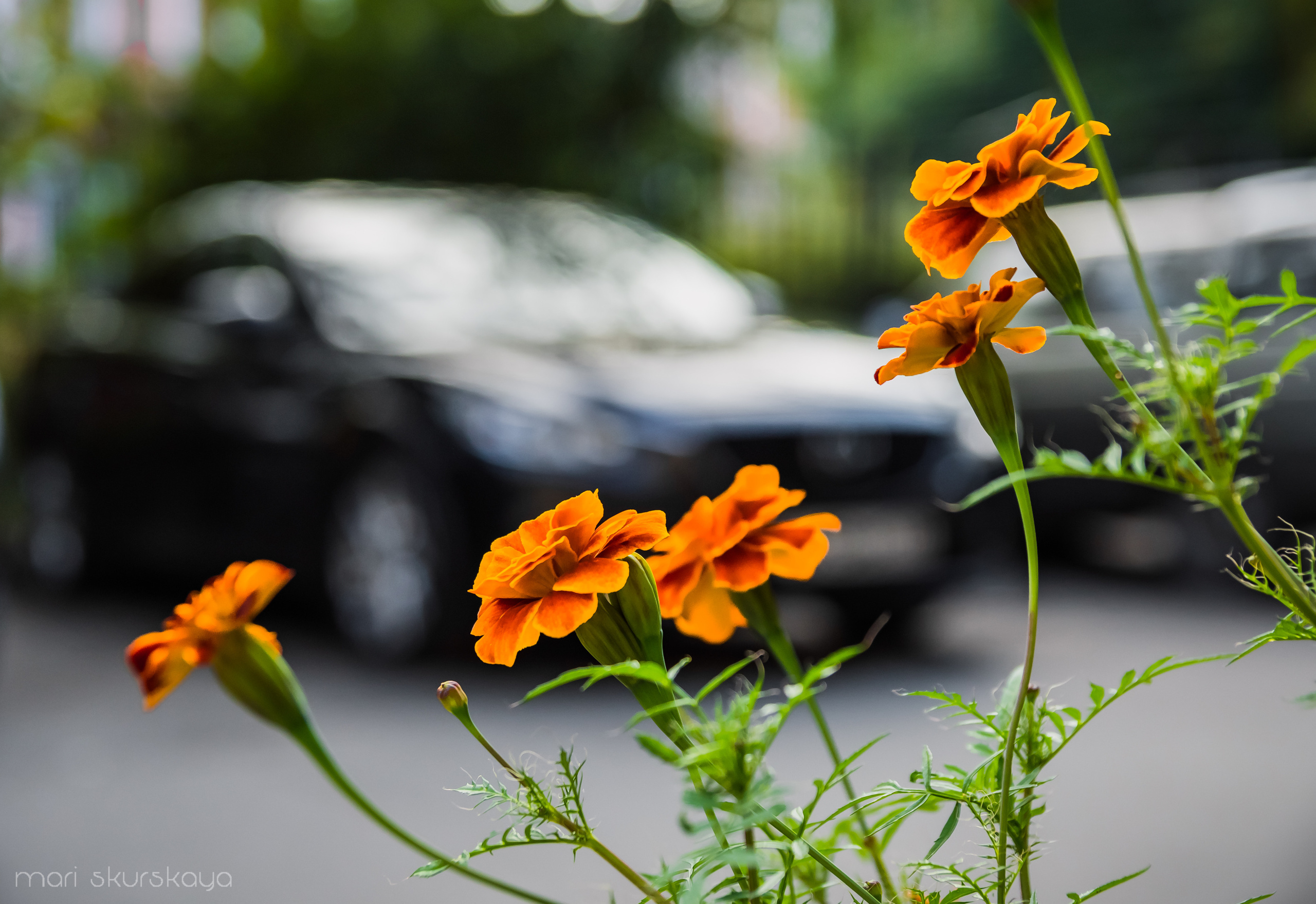 Автошкола. Мотофотограф в Санкт-Петербурге Мария Скурская