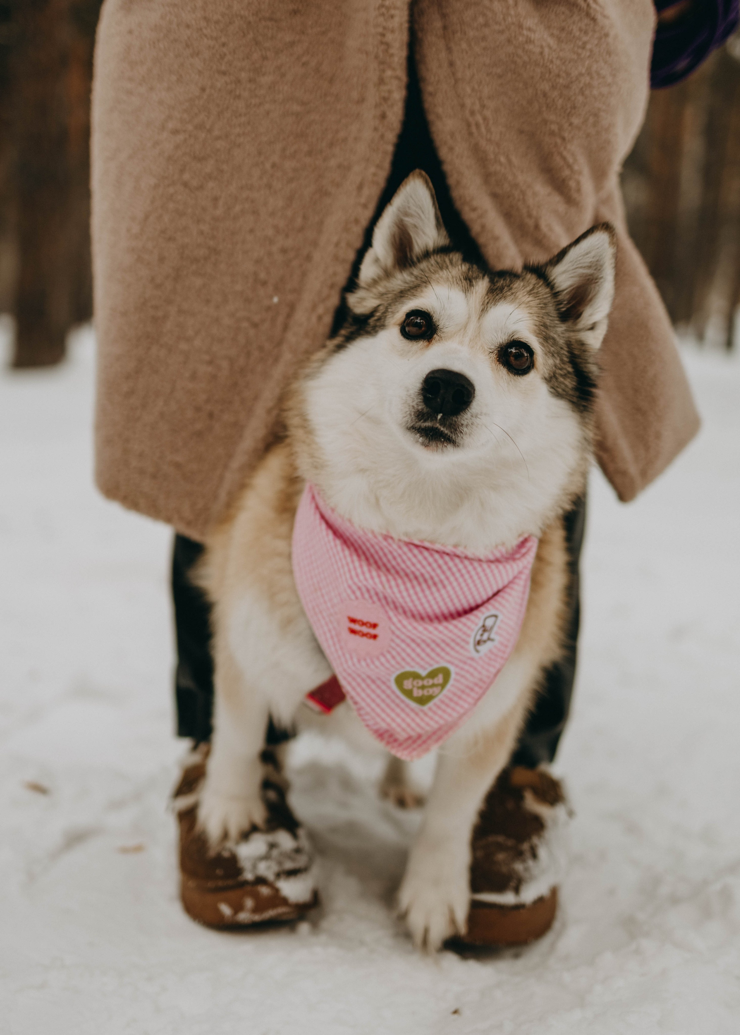 Варвара и Шелби. Фотограф-анималист в Екатеринбурге | Кристина