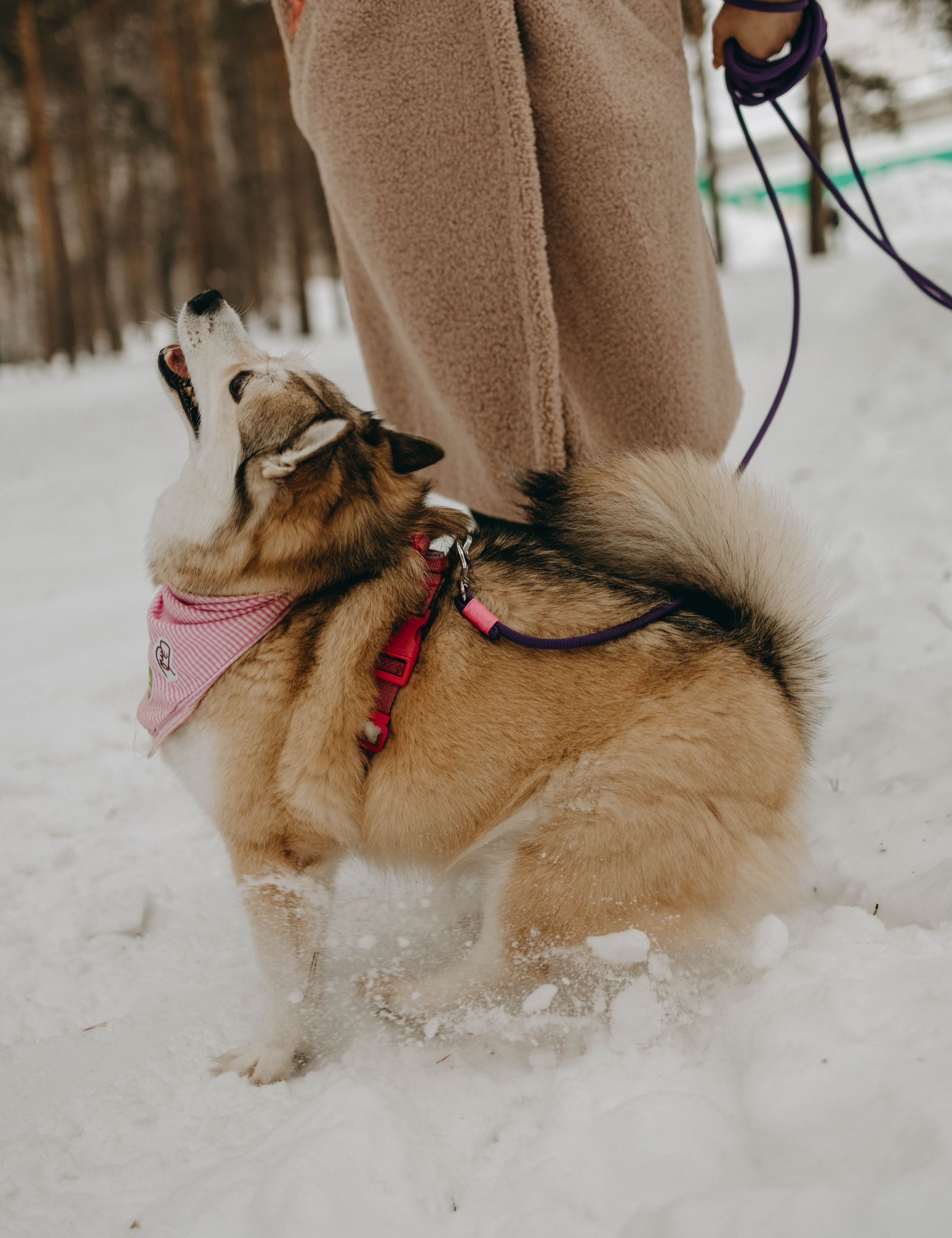 Варвара и Шелби. Фотограф-анималист в Екатеринбурге | Кристина