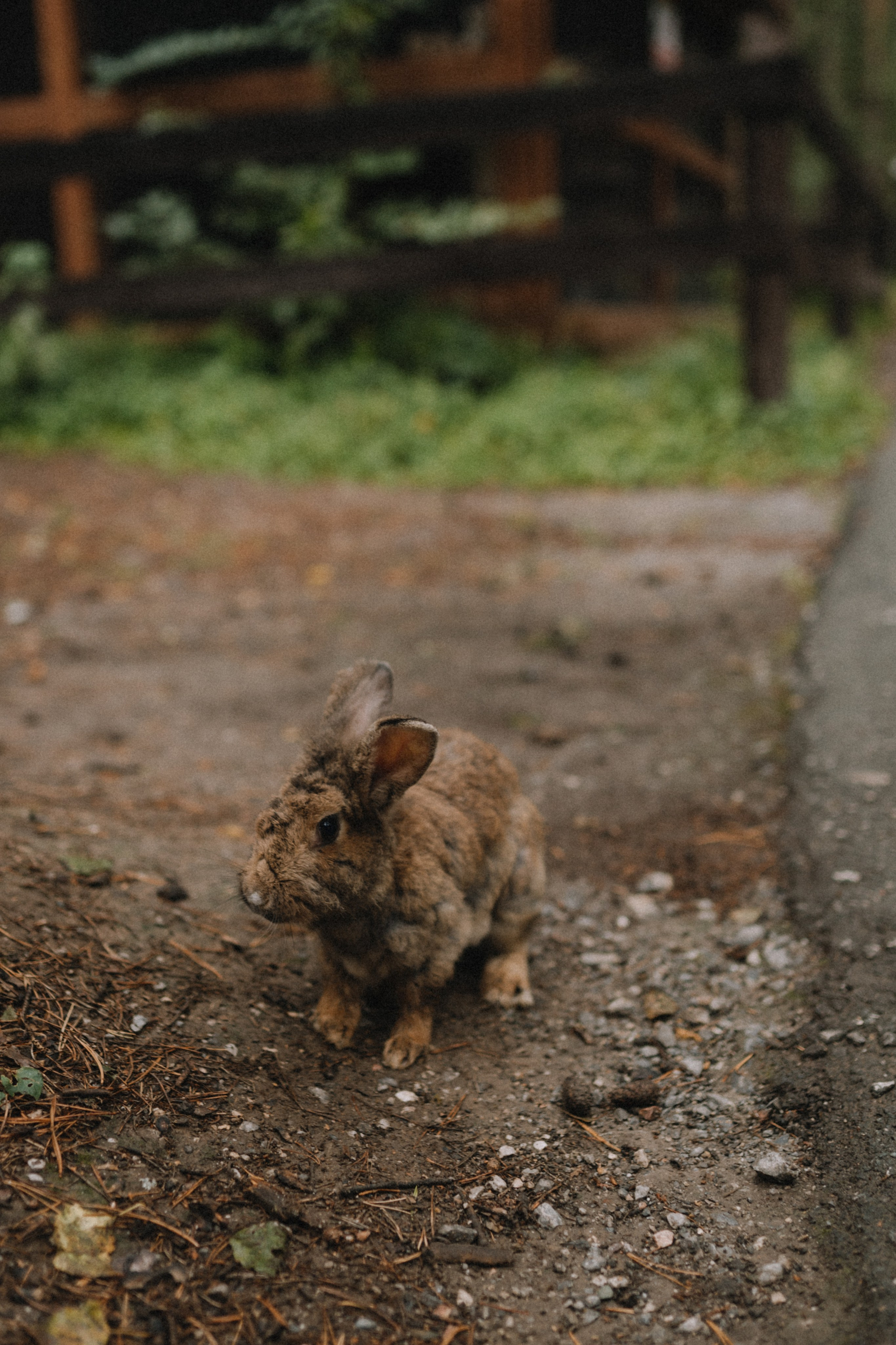 Константин и Алина. Свадебный фотограф в Новосибирска