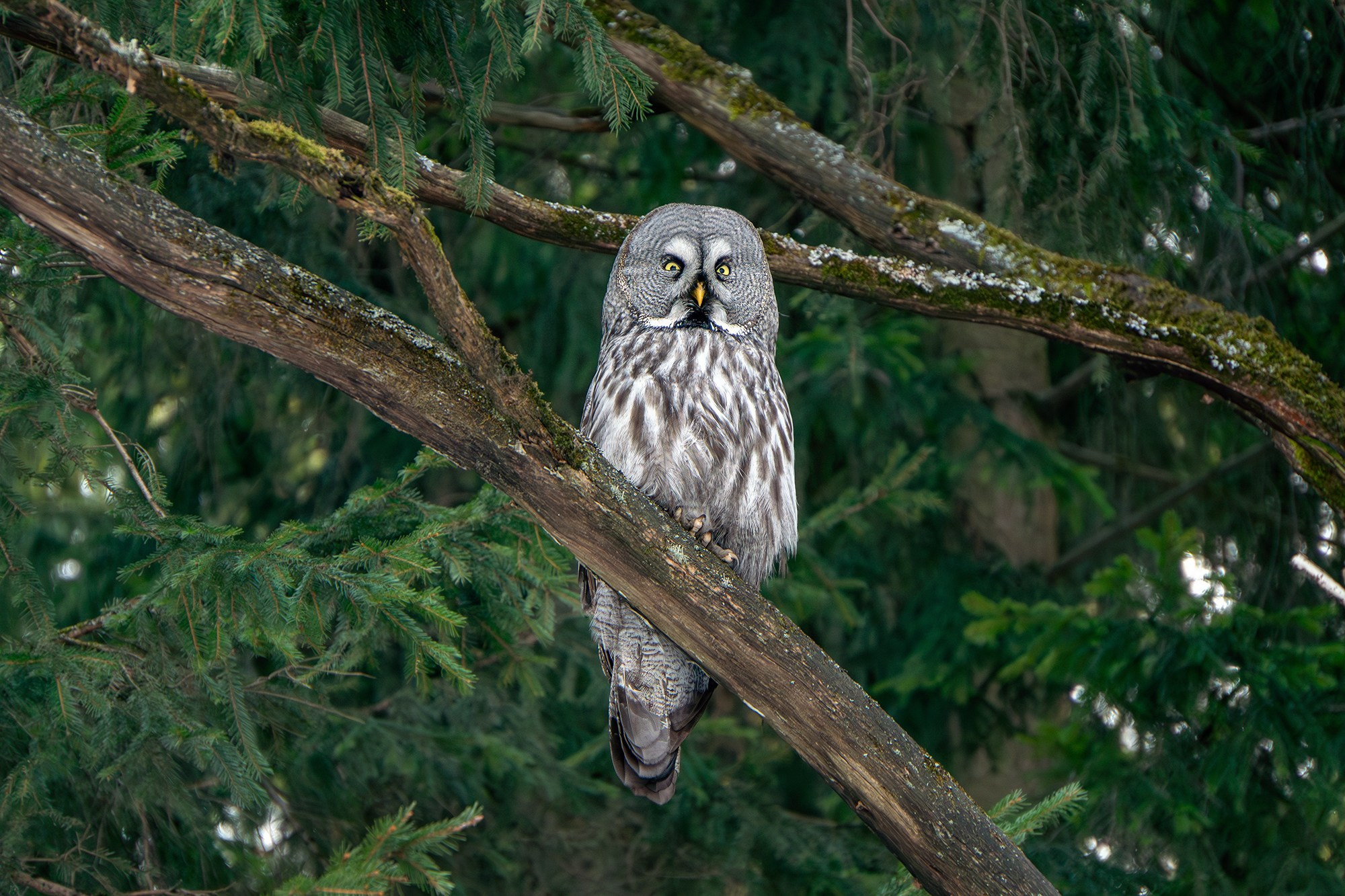 Удивительные мир птиц. Вокруг нас столько прекрасного — присмотритесь!. Ваш личный фотограф Марина Волкова