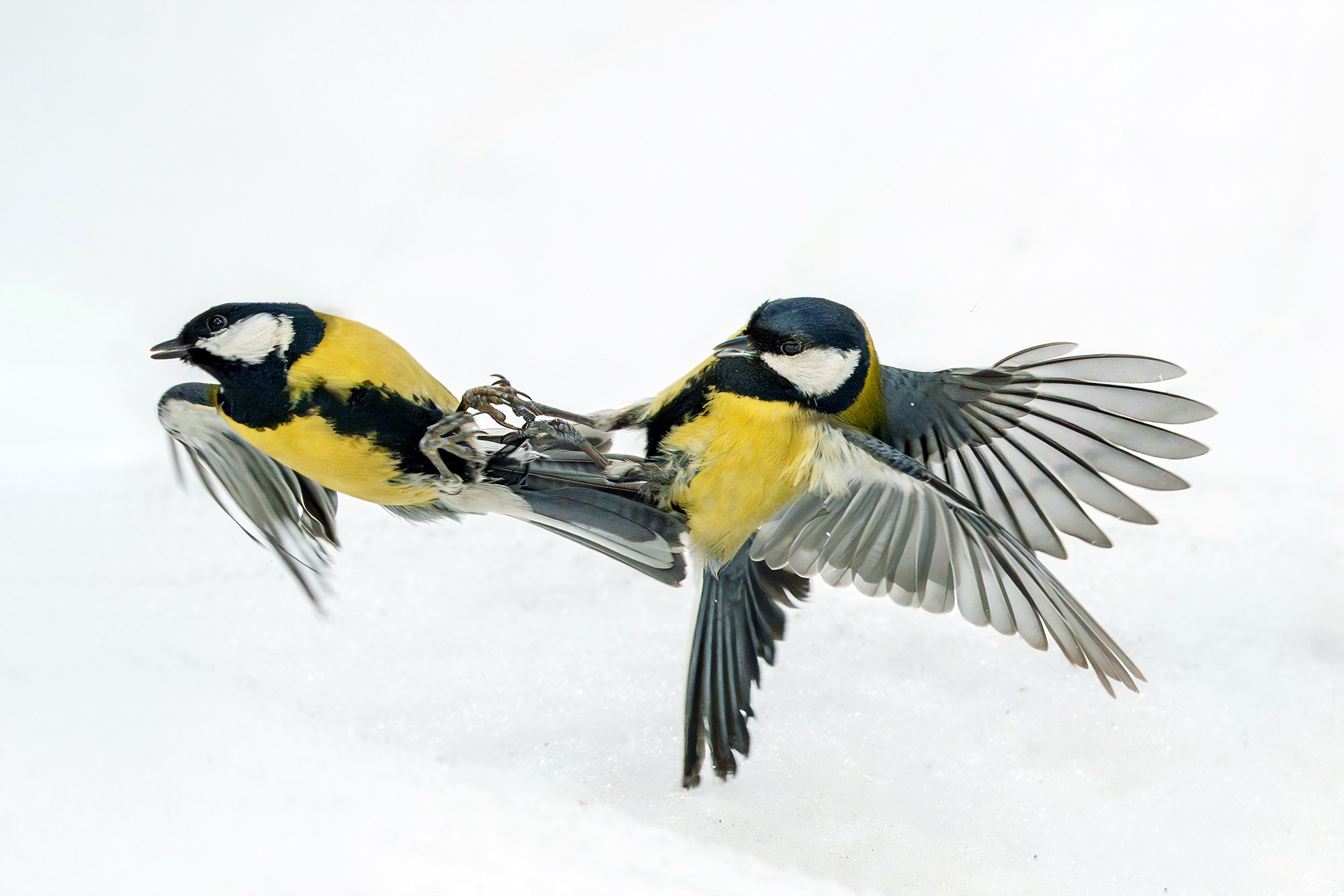 Удивительные мир птиц. Вокруг нас столько прекрасного — присмотритесь!. Ваш личный фотограф Марина Волкова
