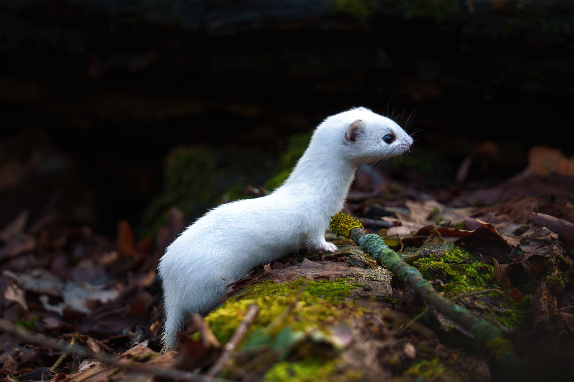 Животные. Ваш личный фотограф Марина Волкова