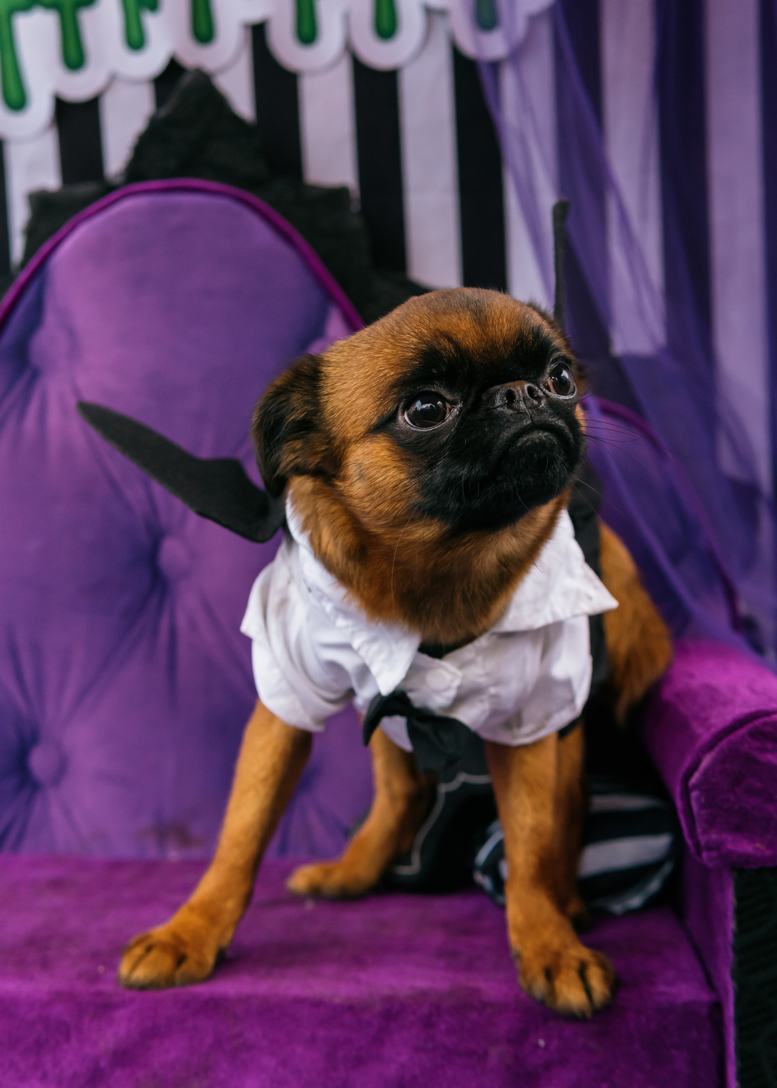 Тематическая встреча породников «Griffween». Фотограф-анималист Ксения Воробьева, Москва