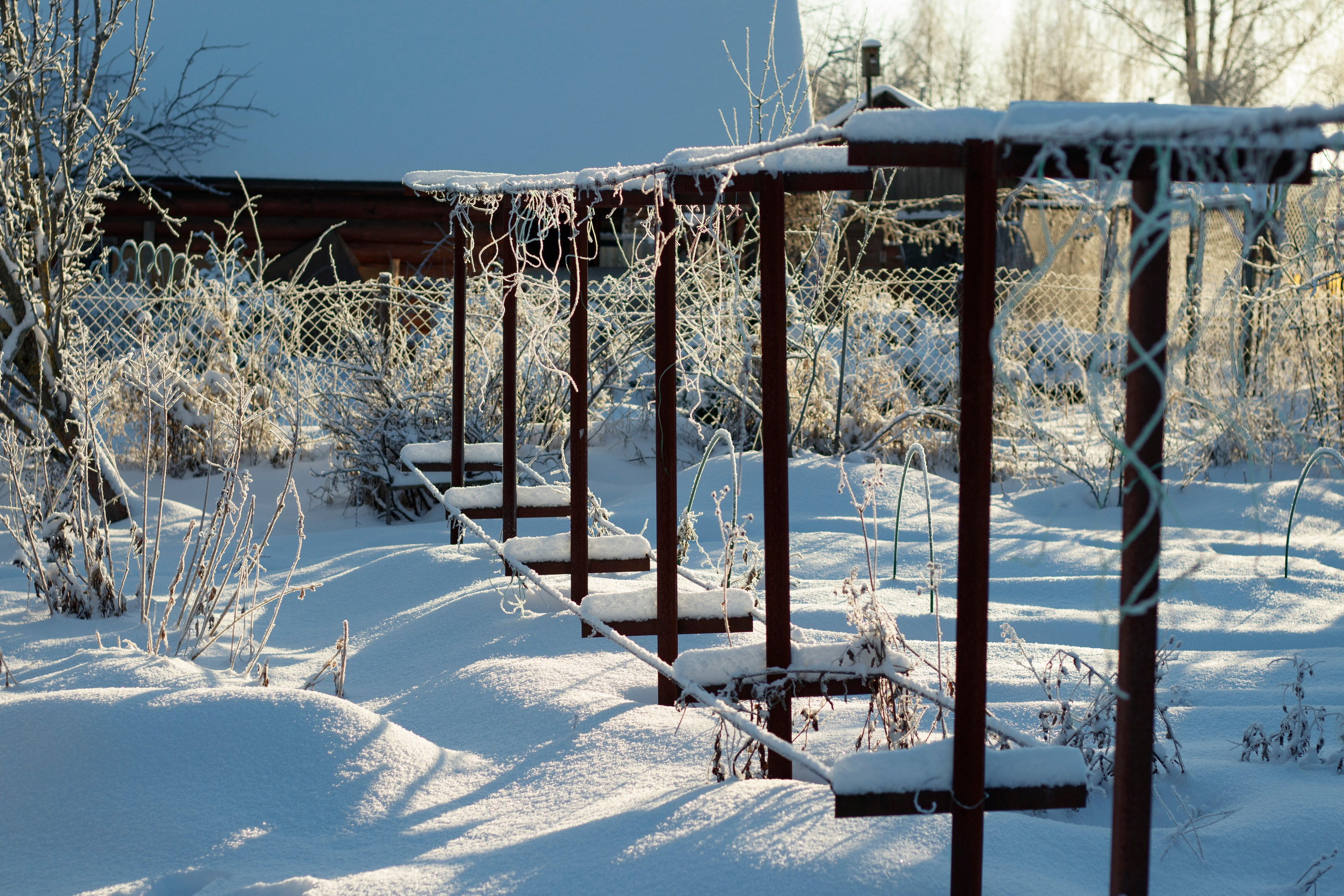 一月的花园 – 冬季静谧与脆弱自然摄影