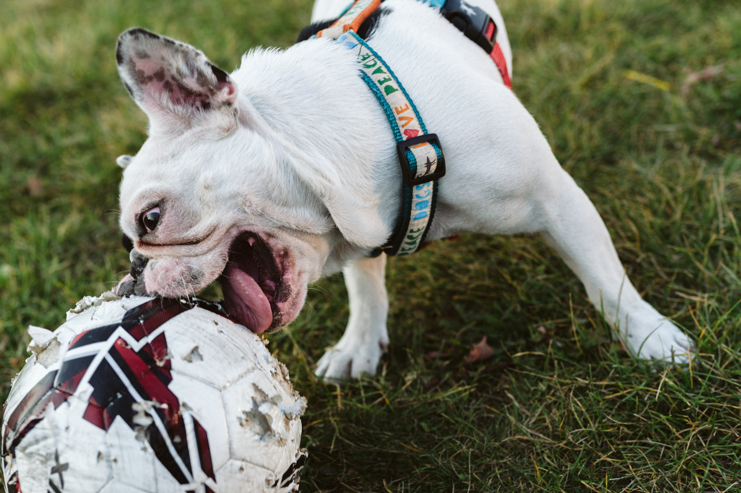 Инна и Белль. Фотограф анималист в Москве Ольга Агушева