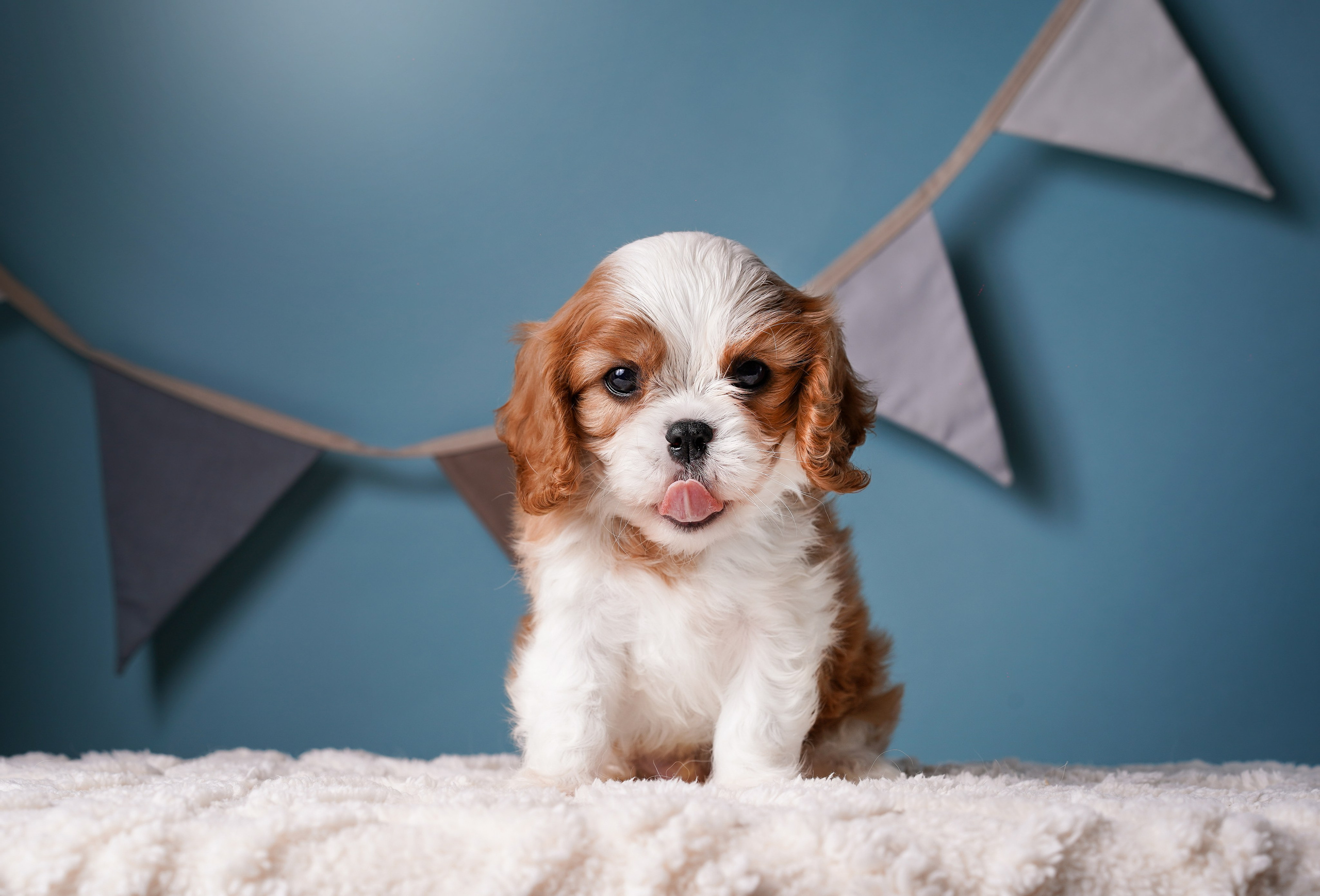 Щенки кавалера. Фотограф-анималист в Санкт-Петербурге Яна Мартынова