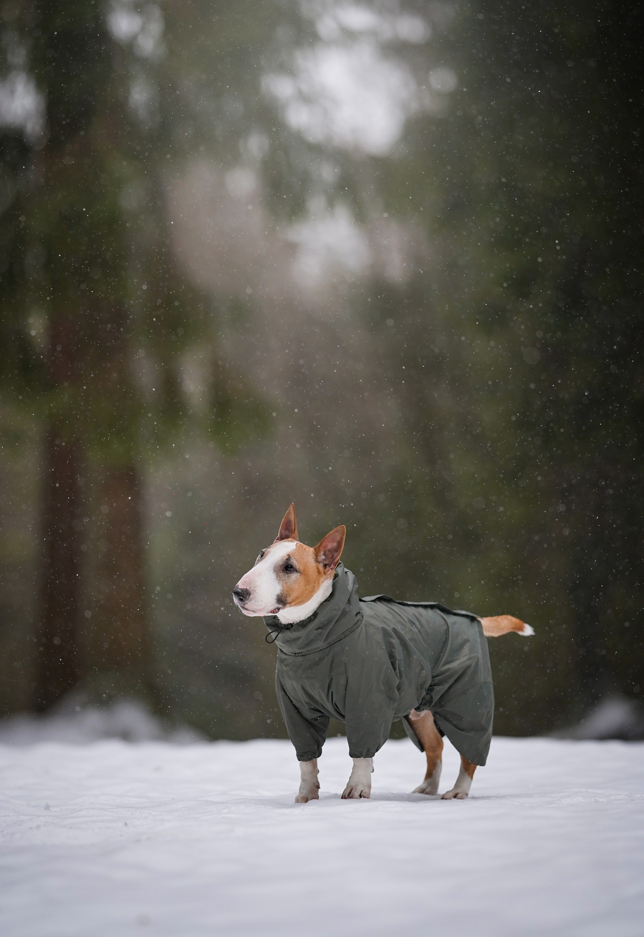 Юни и Панда. Фотограф-анималист в Санкт-Петербурге Яна Мартынова