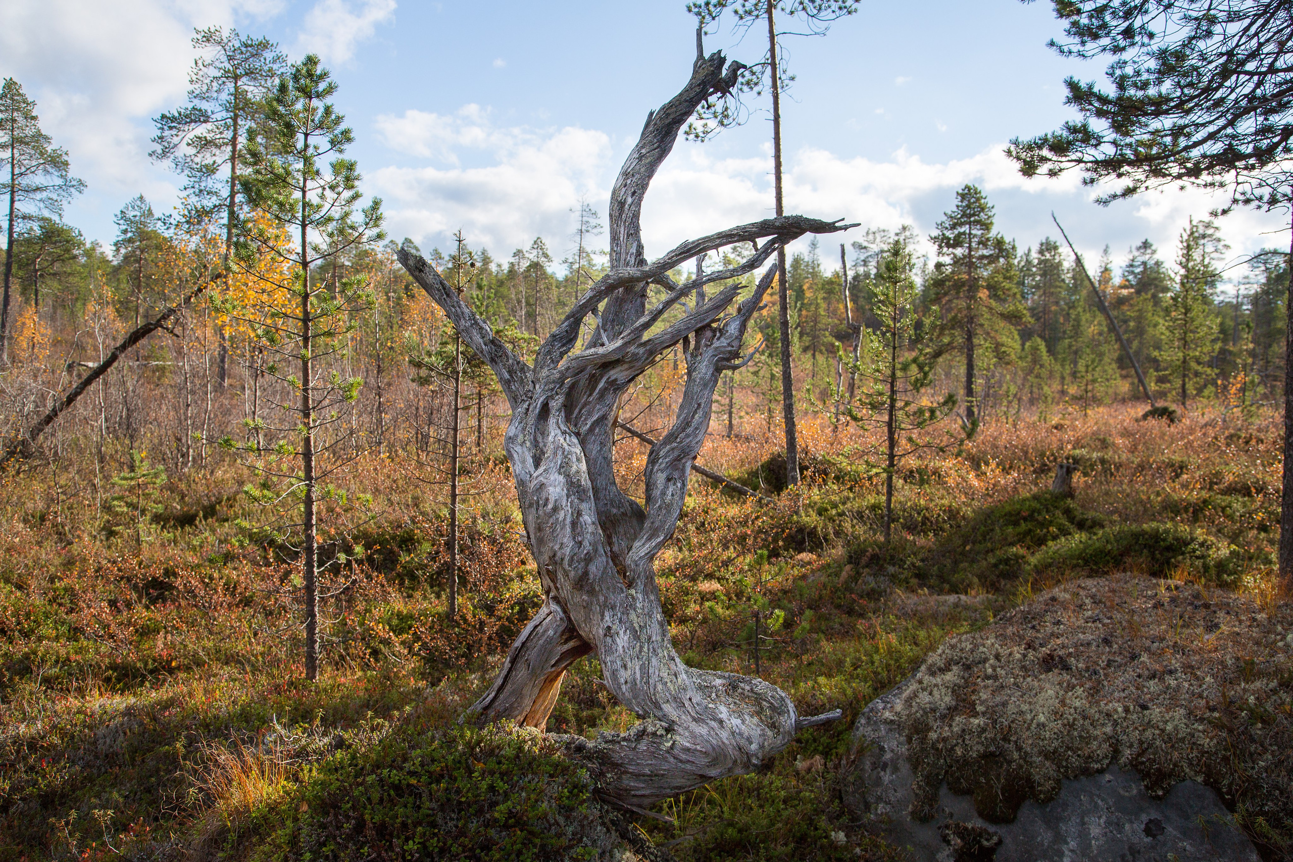 Мир растений. Пейзажи Крайнего Севера. Баренцево море, Рыбачий, Средний, Немецкий
