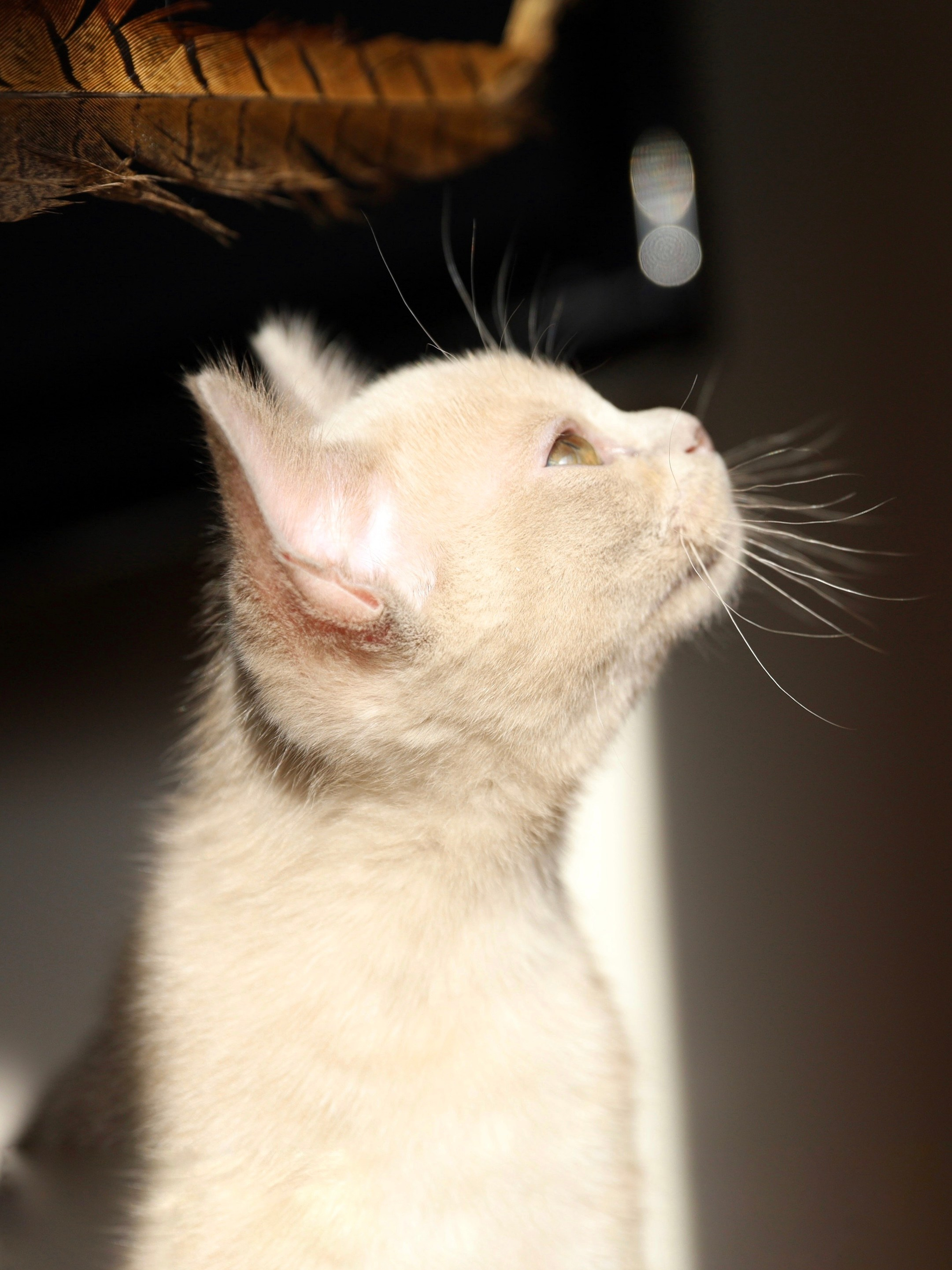 В. Cash. Cattery “Bouncy Life”