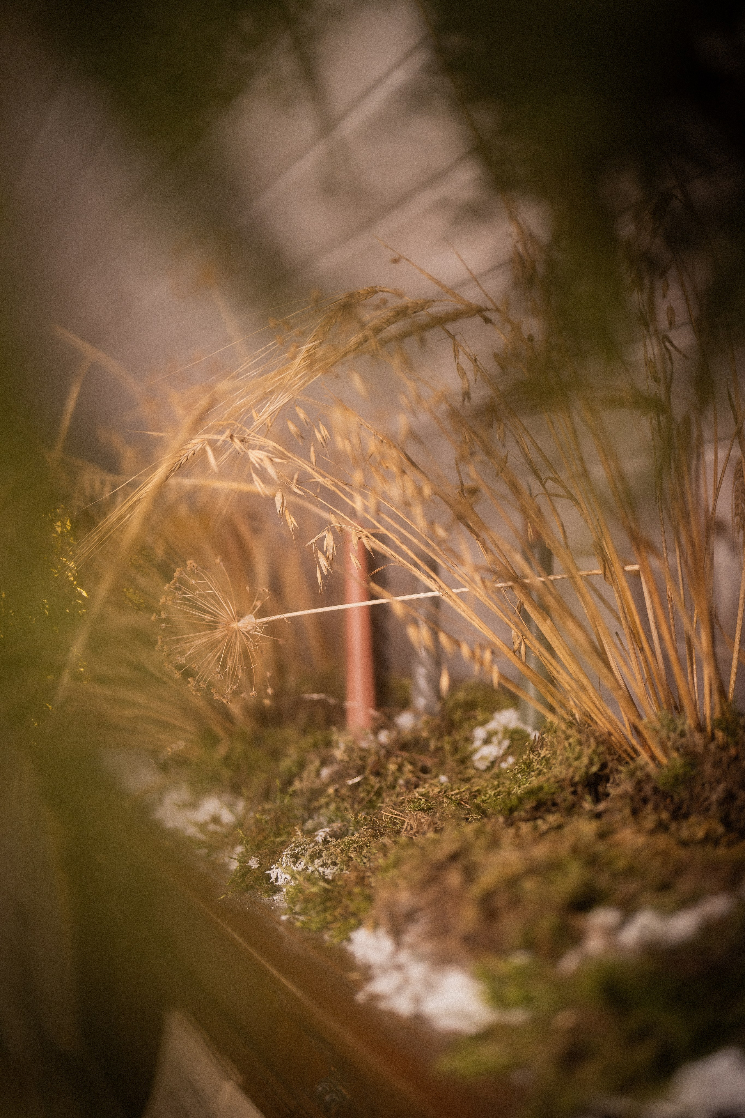 Семейная фотосессия в Доме Элли для Сереженьки и мамы Ланы. Семейный и детский фотограф в Сергиев Посаде, Хотьково Якимчук Любовь