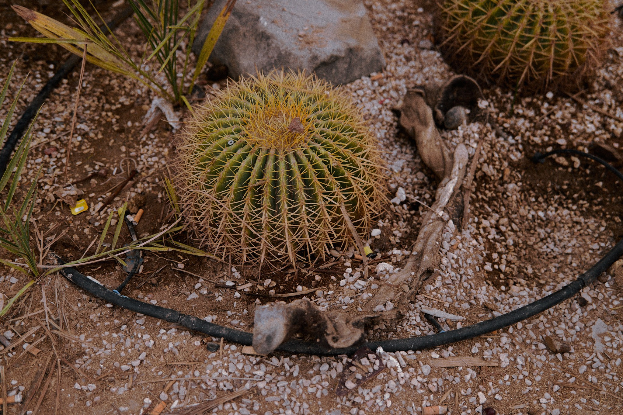 Другое. Jorgis Talè — photographer, kind person, teacher of arts and other mag