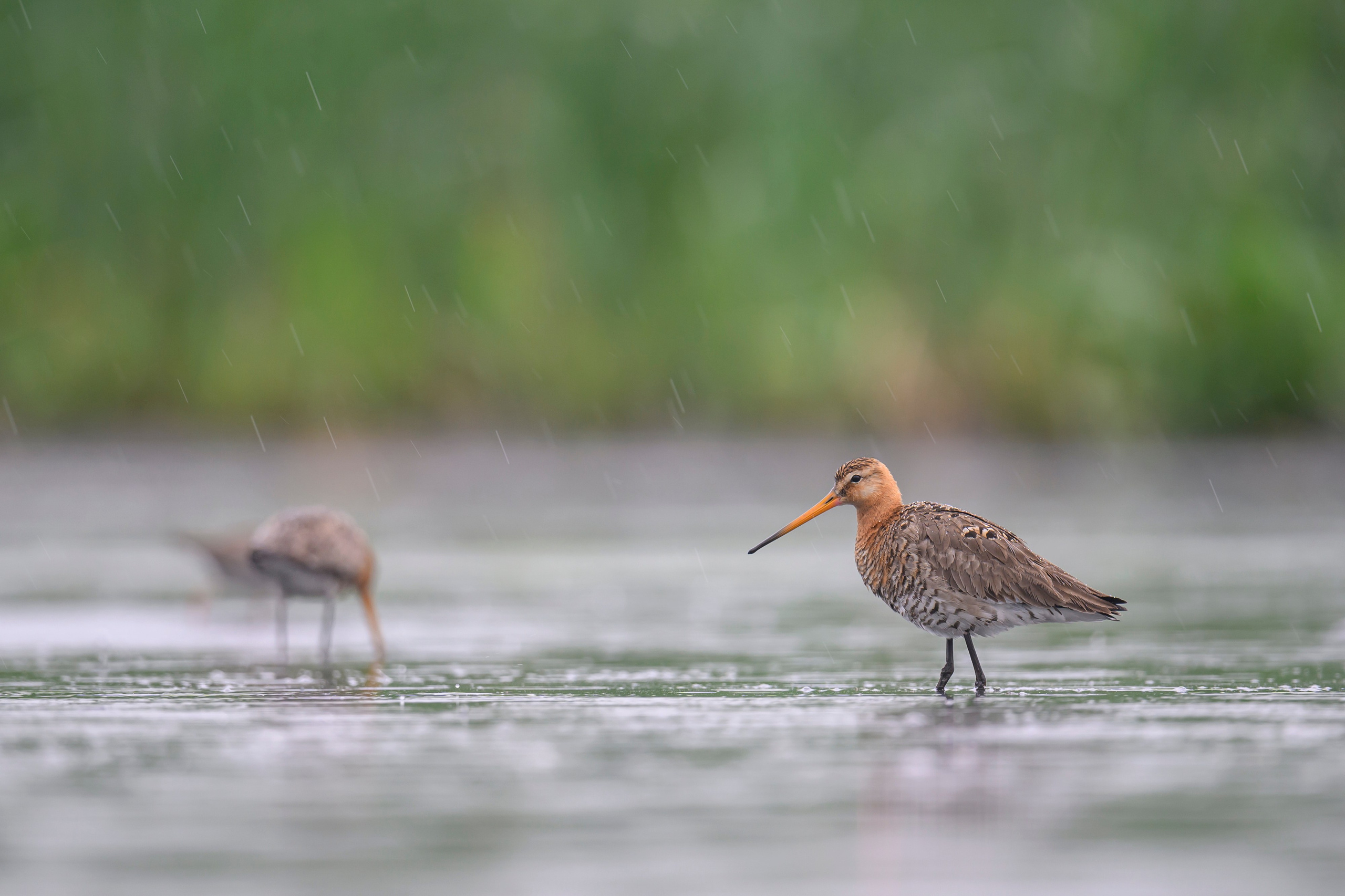 Кулики. Wildlife photography by Sergey Puponin