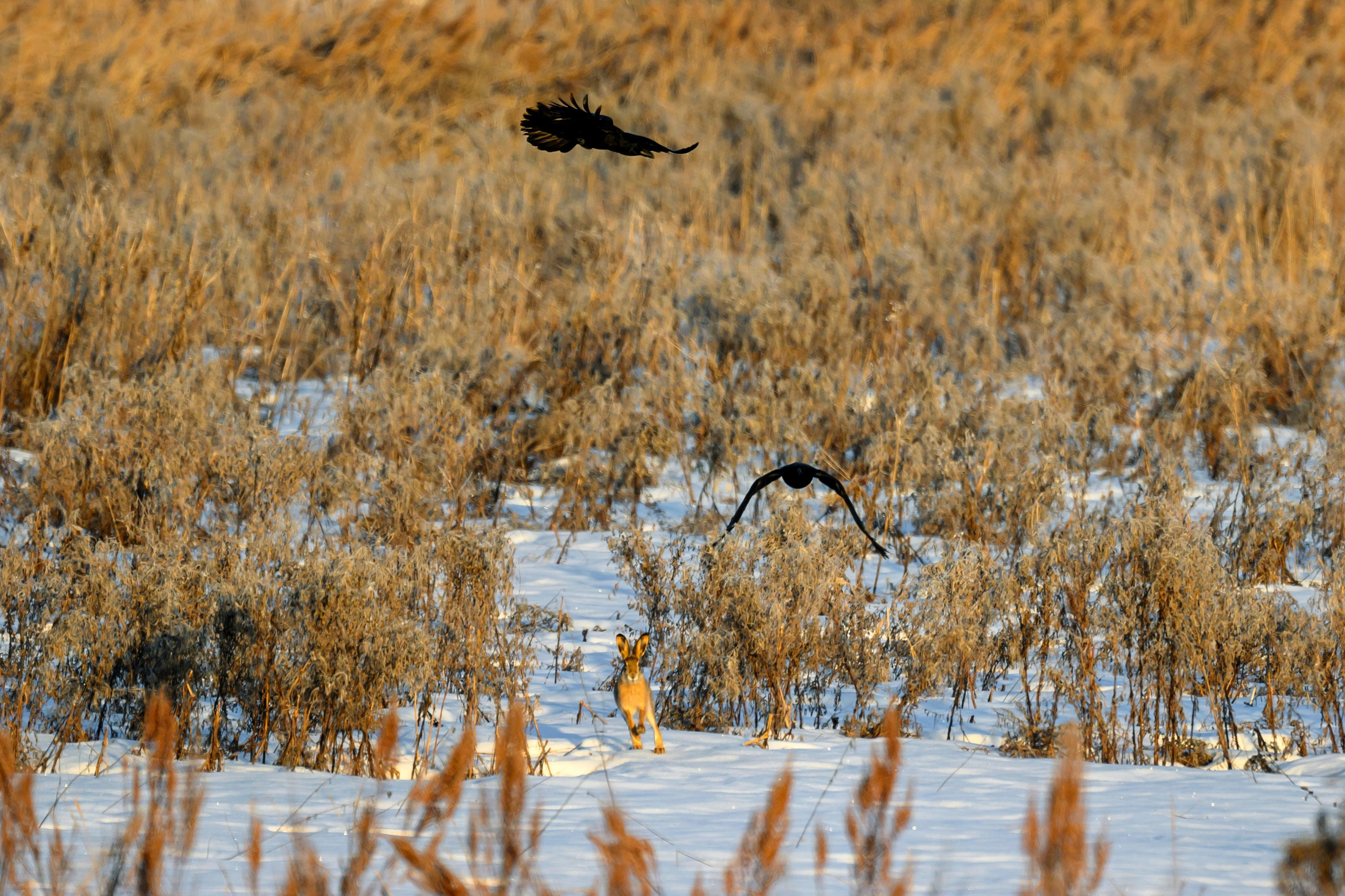 Чёрный ворон, чёрный ворон, Что ж ты вьёшься надо мной?. Фотограф Сергей Пупонин