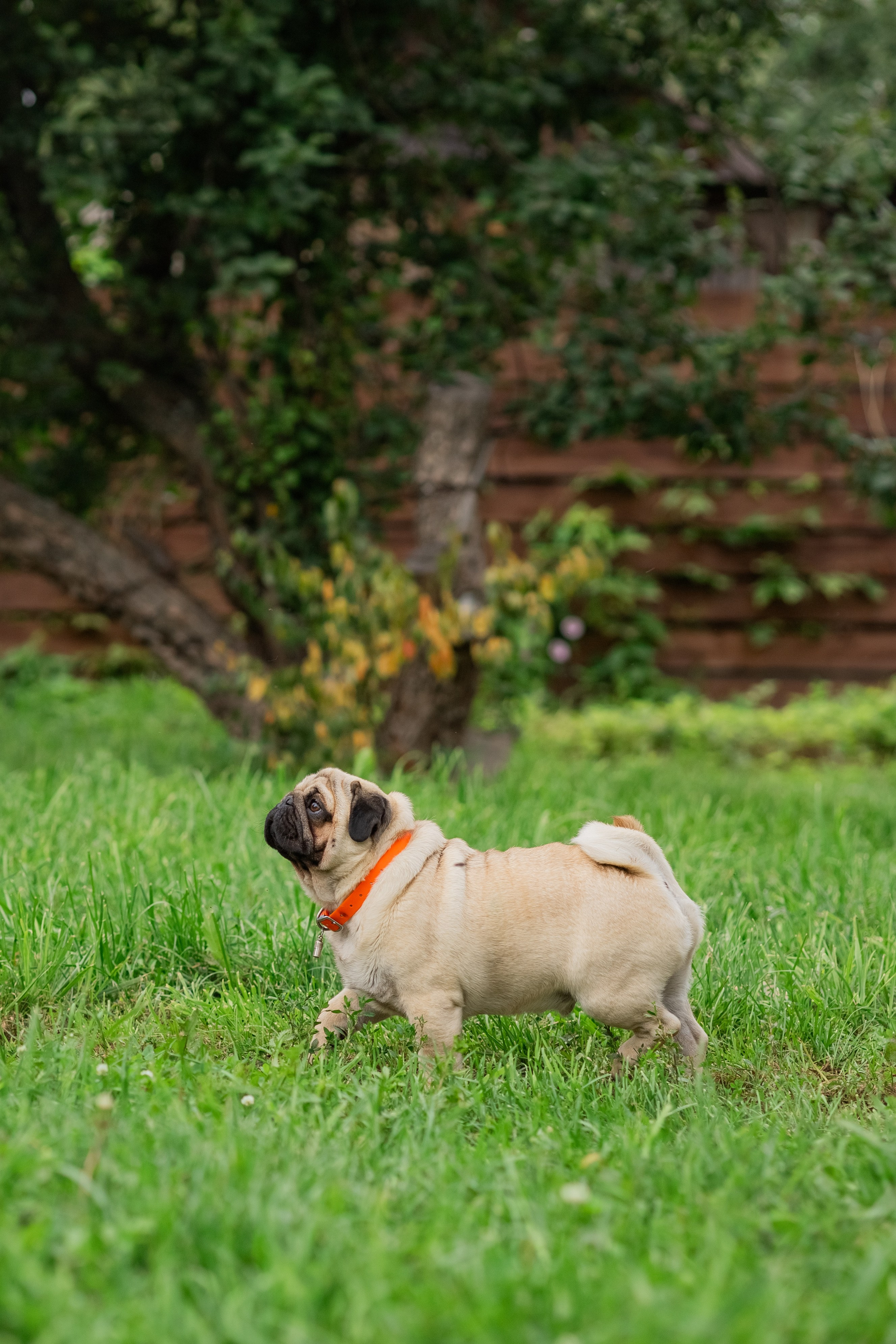 Сёма и Жужа. Август. Фотограф Яна Матвеева в Ижевске