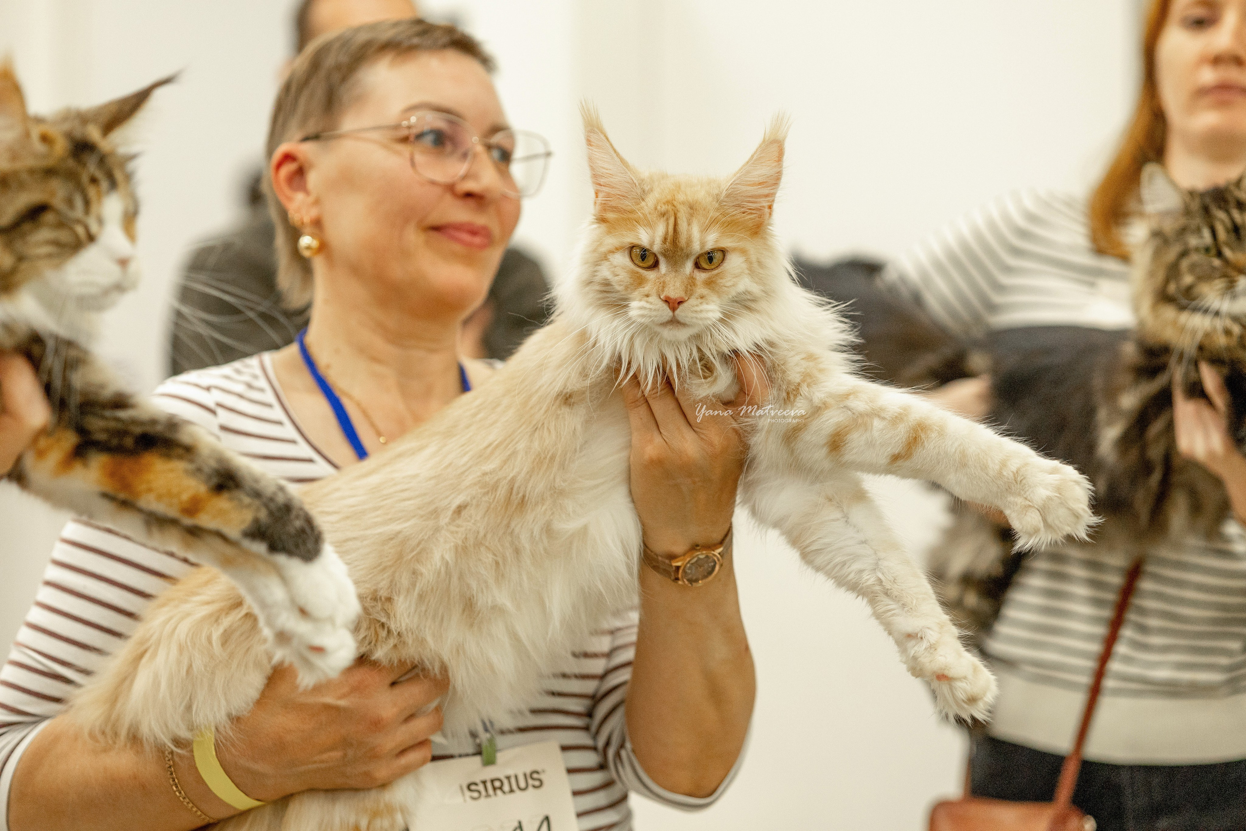 Кошки. Фотограф Яна Матвеева в Ижевске
