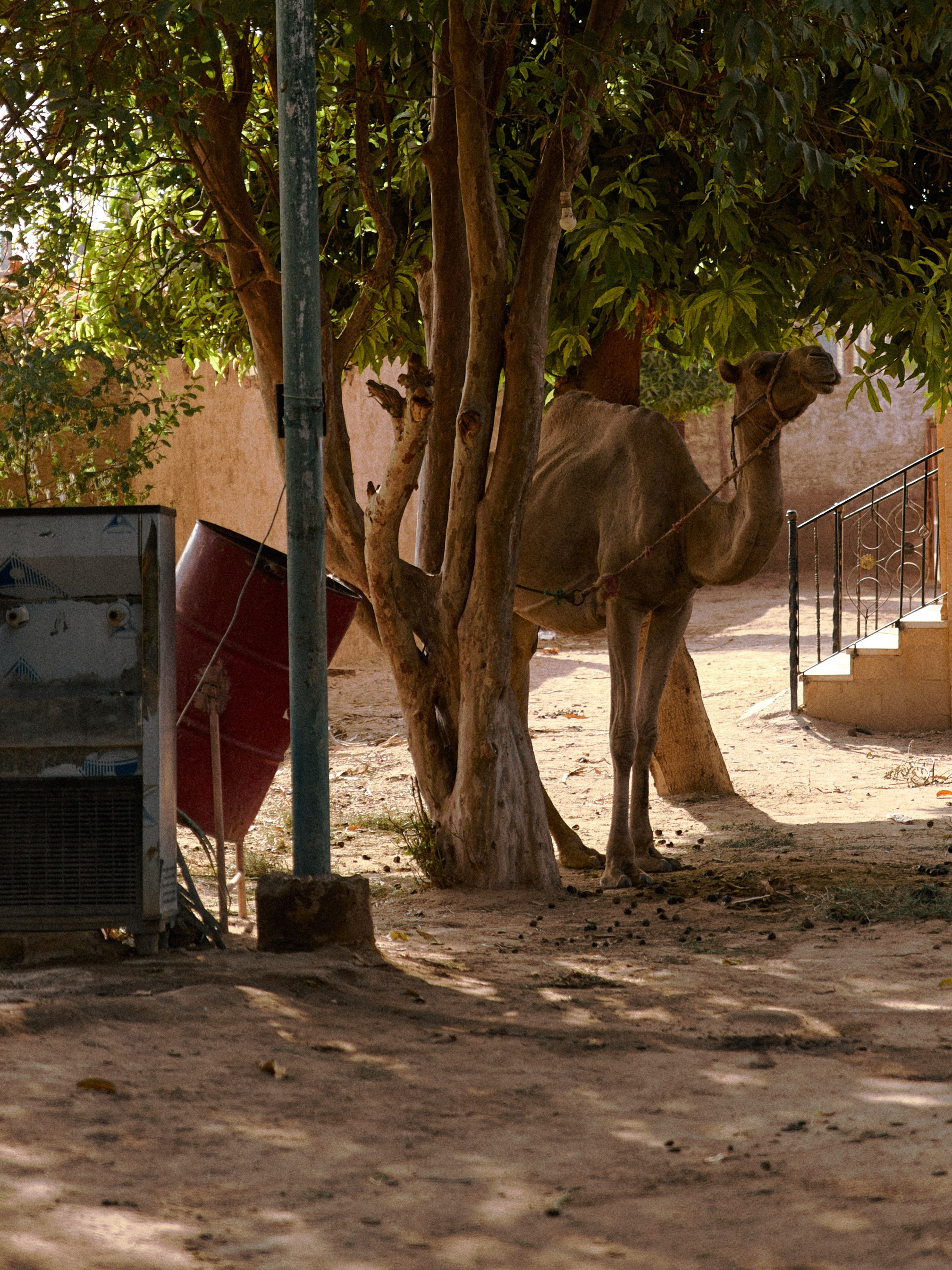 Природа сквозь. Jorgis Talè — photographer, kind person, teacher of arts and other mag