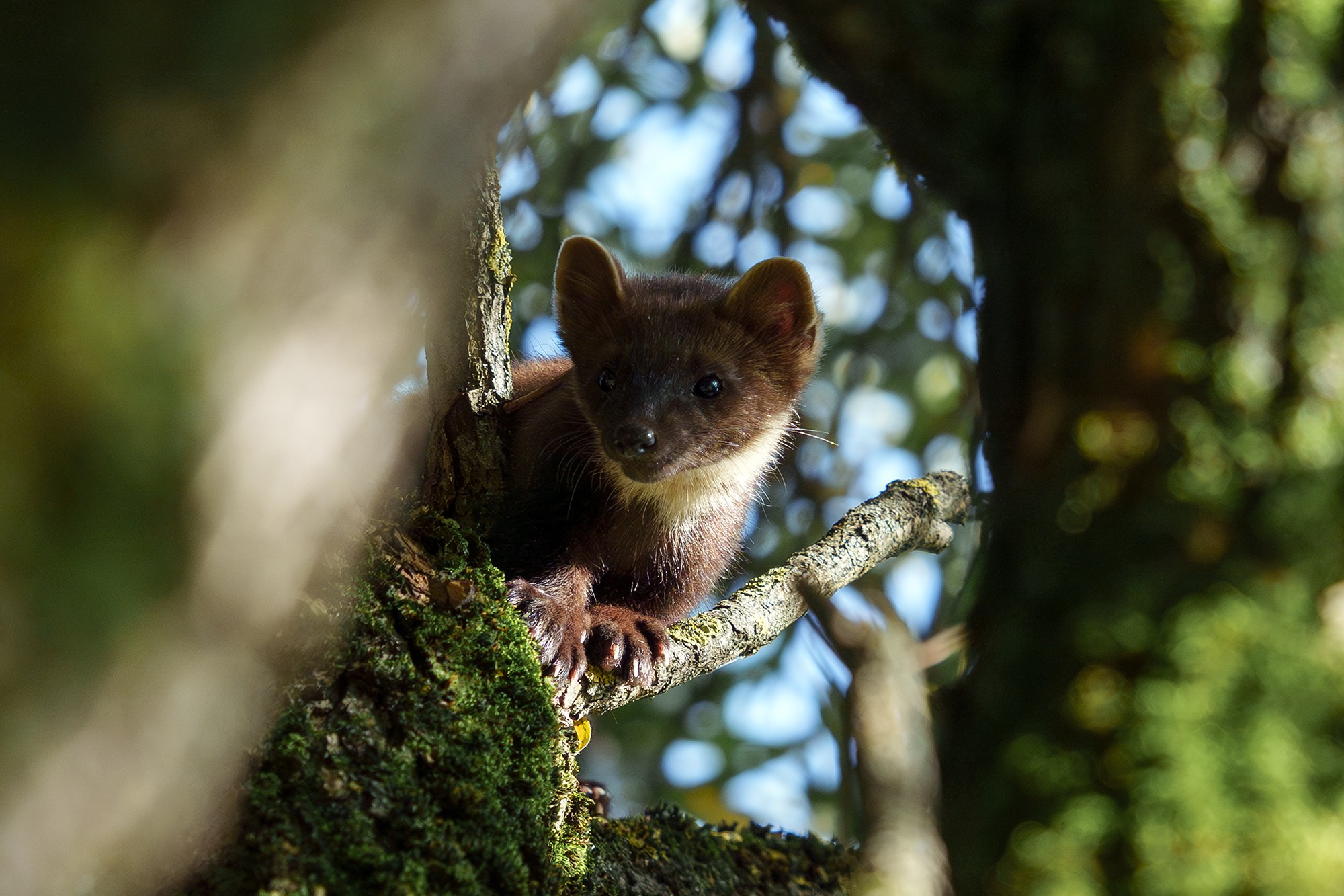 Животные. Ваш личный фотограф Марина Волкова