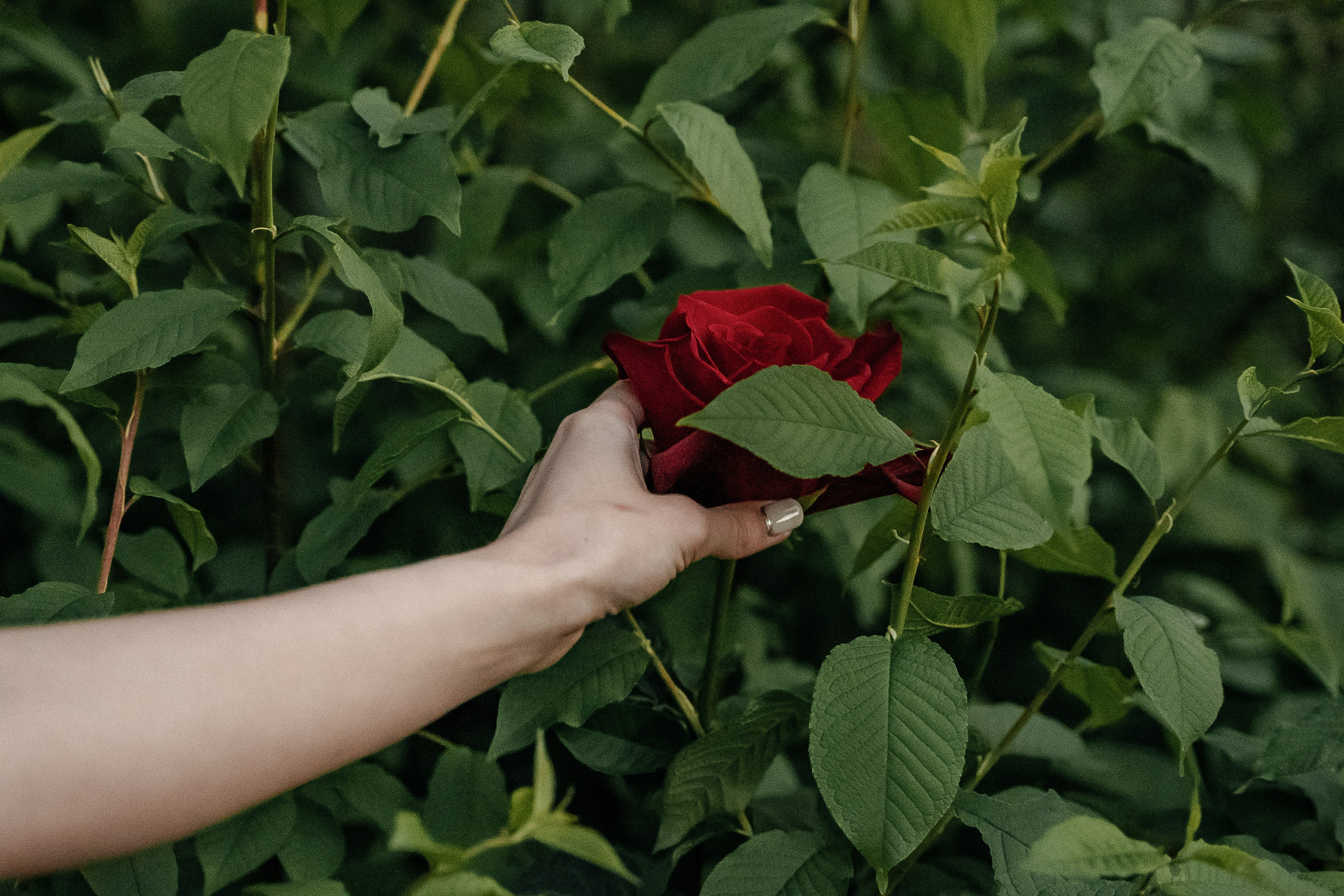 Виолетта и Артём (по мотивам «Красавица и Чудовище»). Свадебный Фотограф Минск || Фото и Видеосъёмка Минск || Другие города