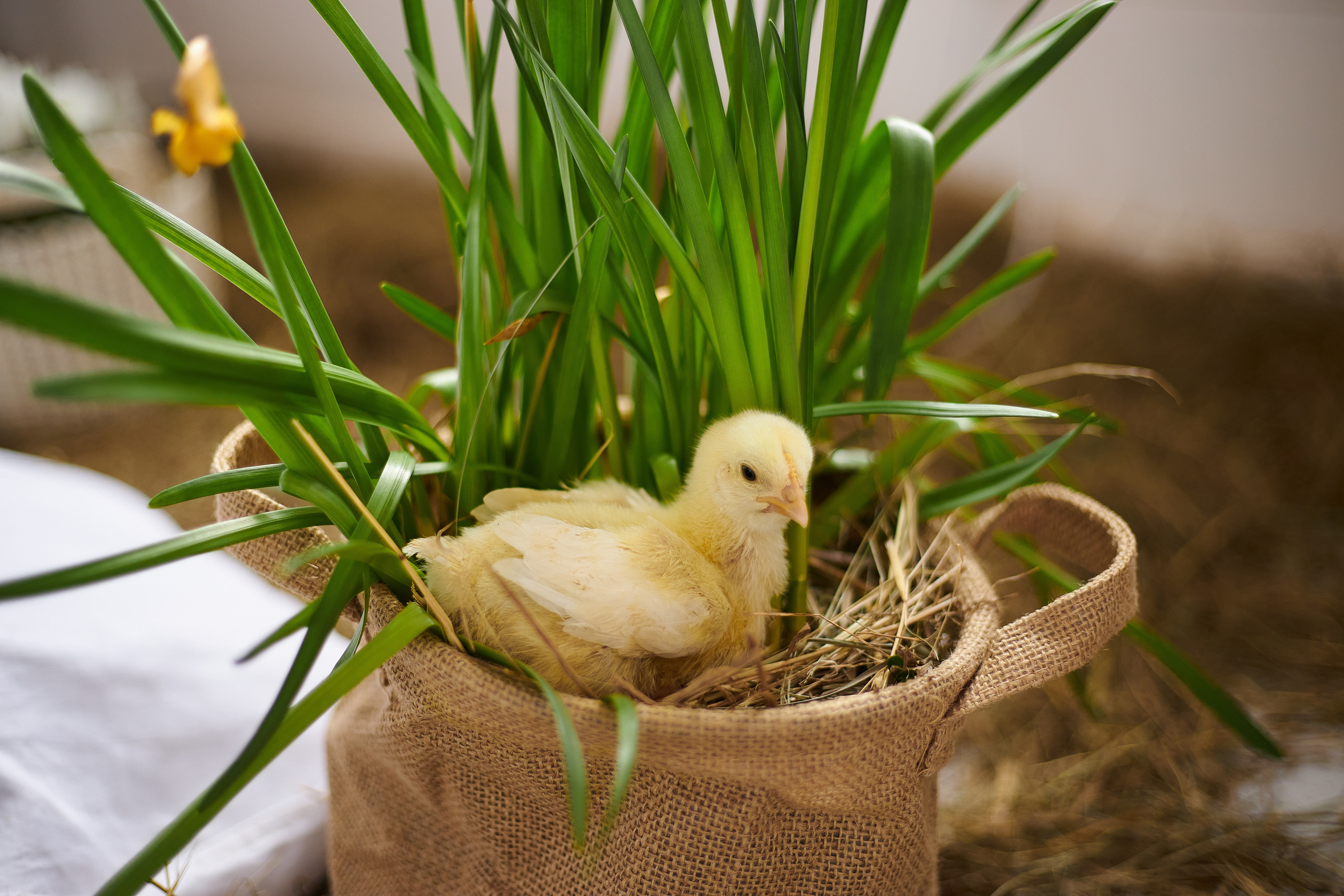 Даша и Паша. Свадебная, репортажная фотосъемка и видеосъемка в Минске. Илья и Юлия Ширмановы. Фотограф | Видеограф | Минск