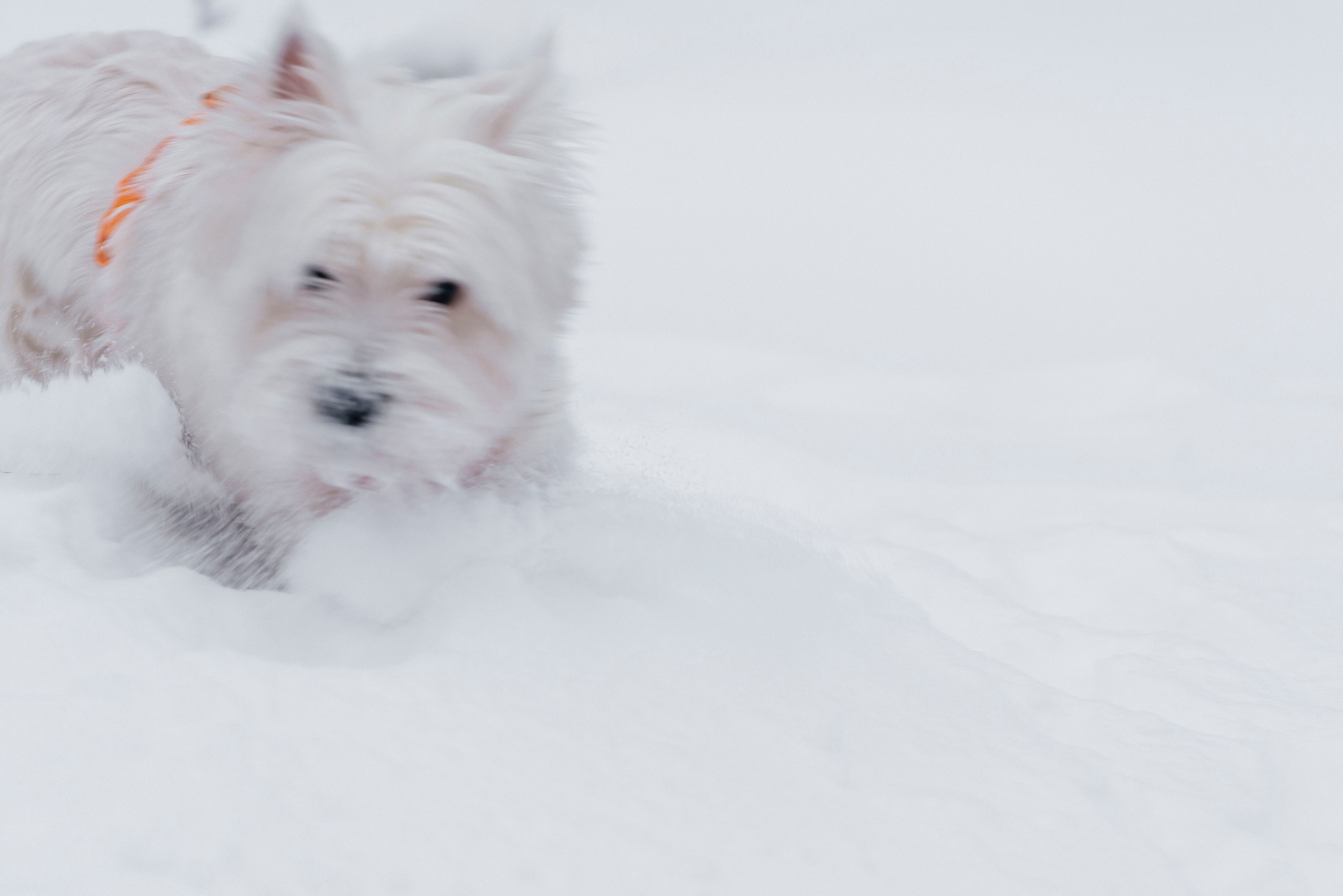 Арина и Обеликс. Фотограф Виктория Куприянова