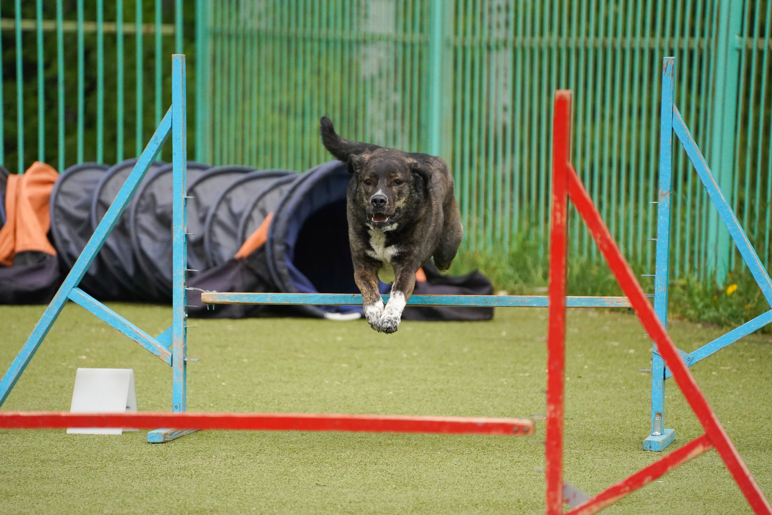 Аджилити 25.05.24, Санкт-Петербург. Фотограф-анималист Анастасия Большакова