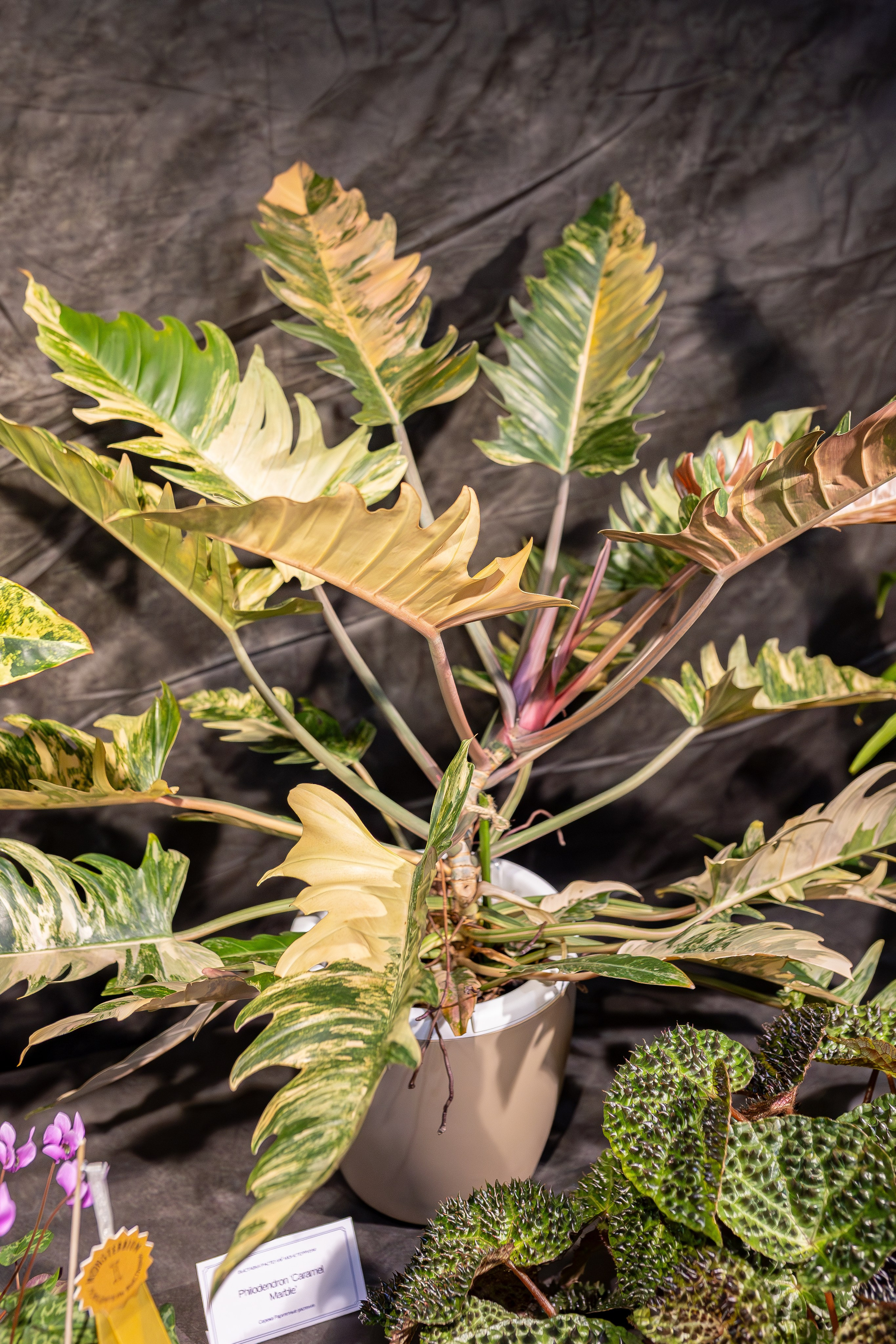 Монстериум апрель 2026. Александра Куликова фотограф, Москва