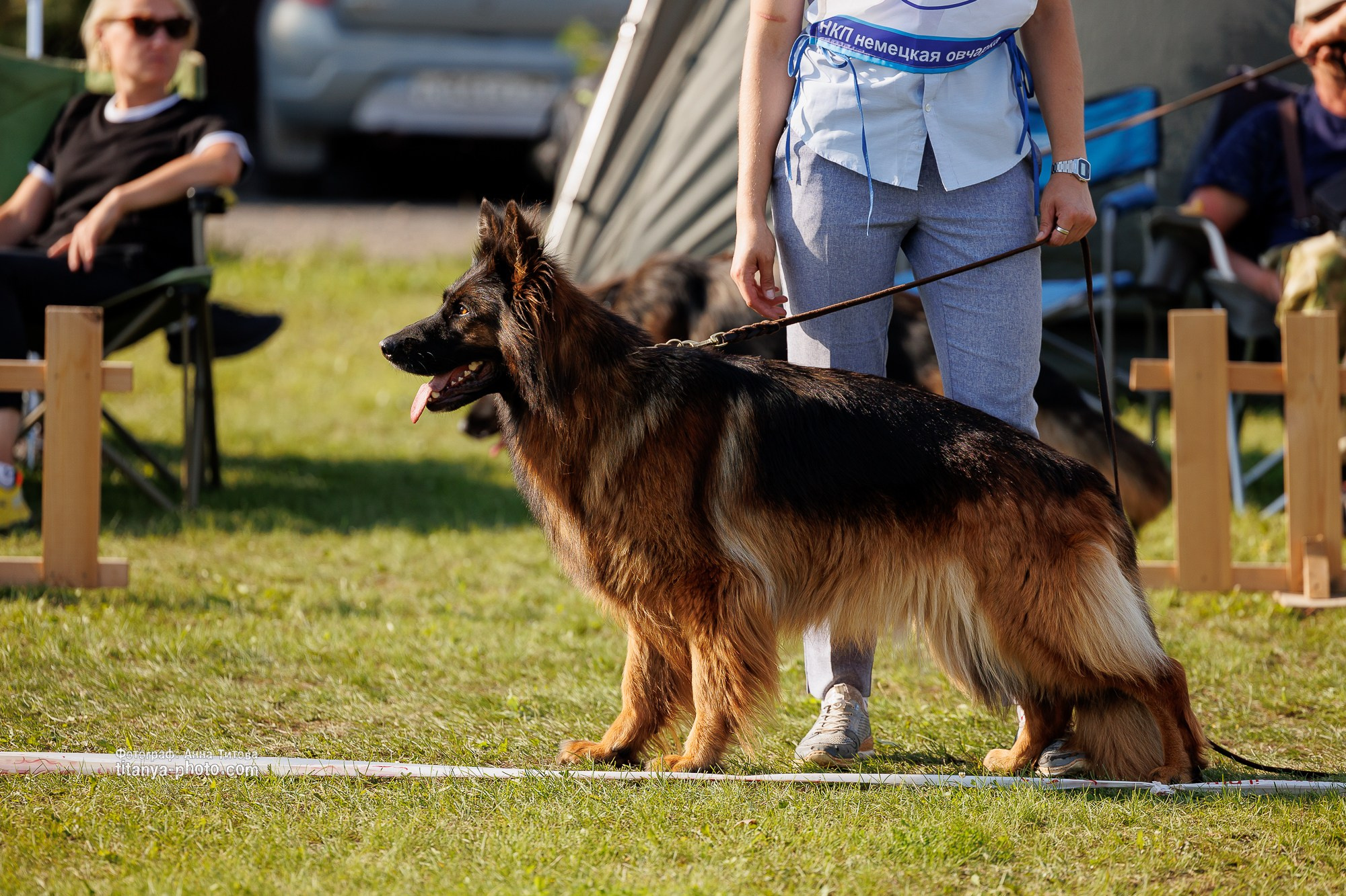 Немецкие овчарки: фото из рингов и вне ринга, мутпроба (фотографии с выставок). Фотограф собак, фотограф-анималист Аня Титова (Titanya). Москва