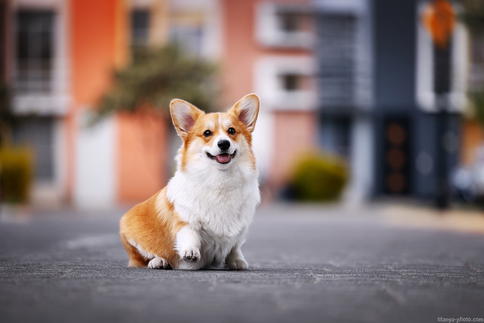 Фотография собак, фотограф-анималист Москва. Фотограф собак, фотограф-анималист Аня Титова (Titanya). Москва