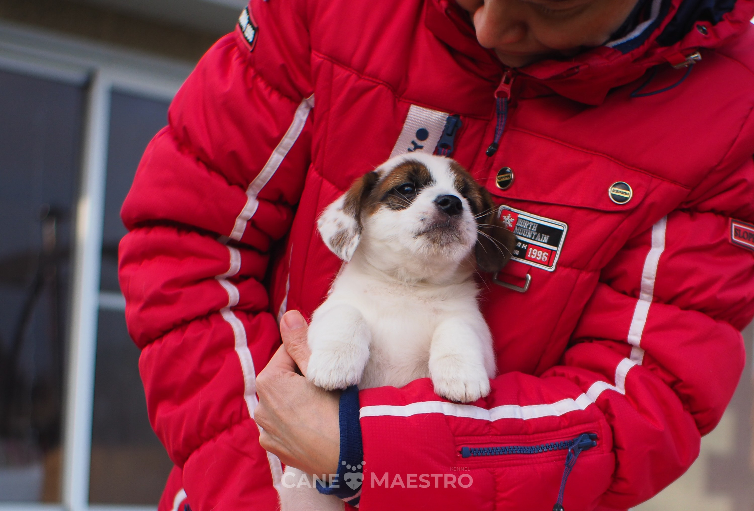 1КОБЛ_МОНОКЛЬ_Ц_ЛИТТЕР. CANE MAESTRO — kennel Jack Russell Terrier