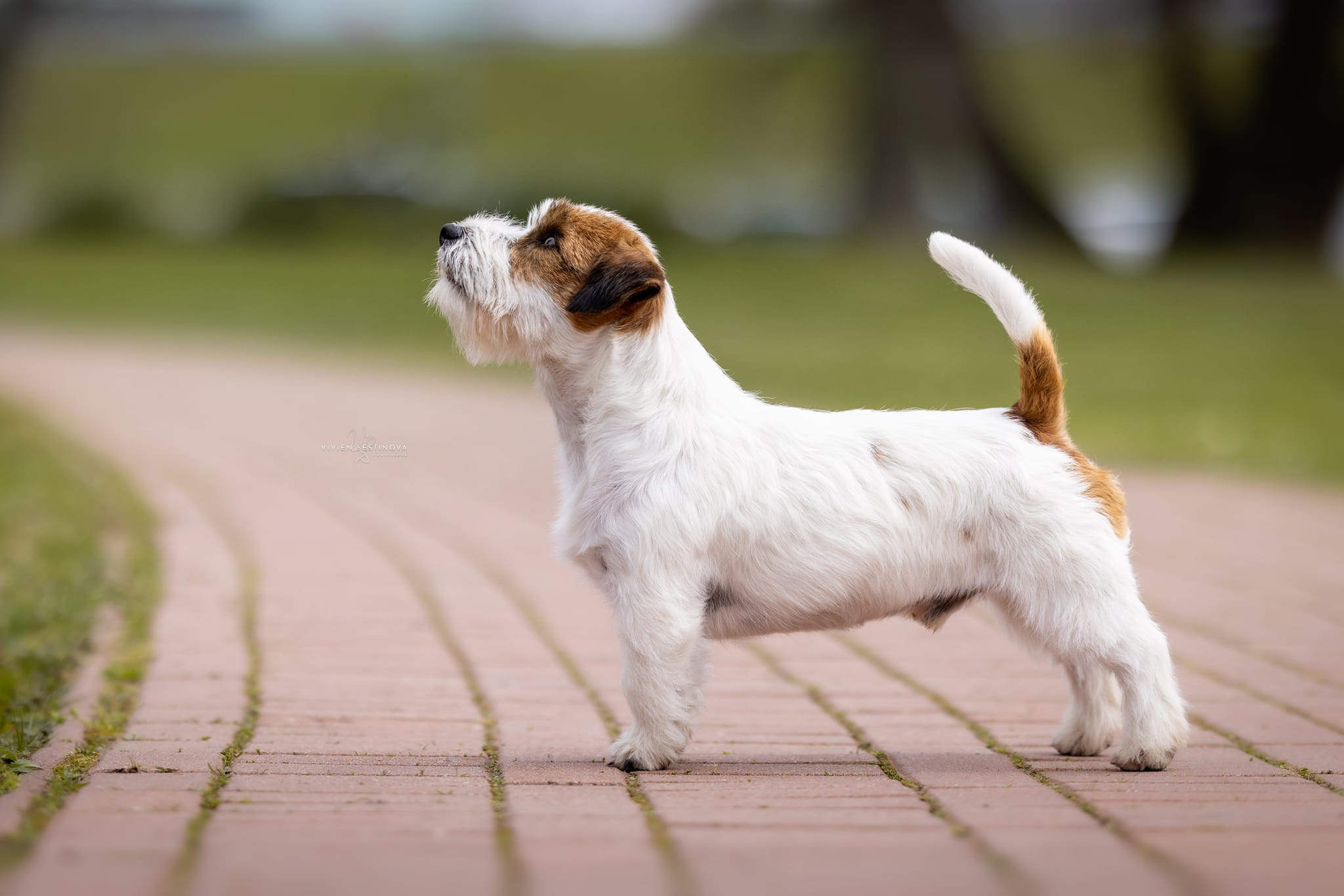 CM NIMBUS. КАНЕ МАЭСТРО — питомник Джек рассел терьеров