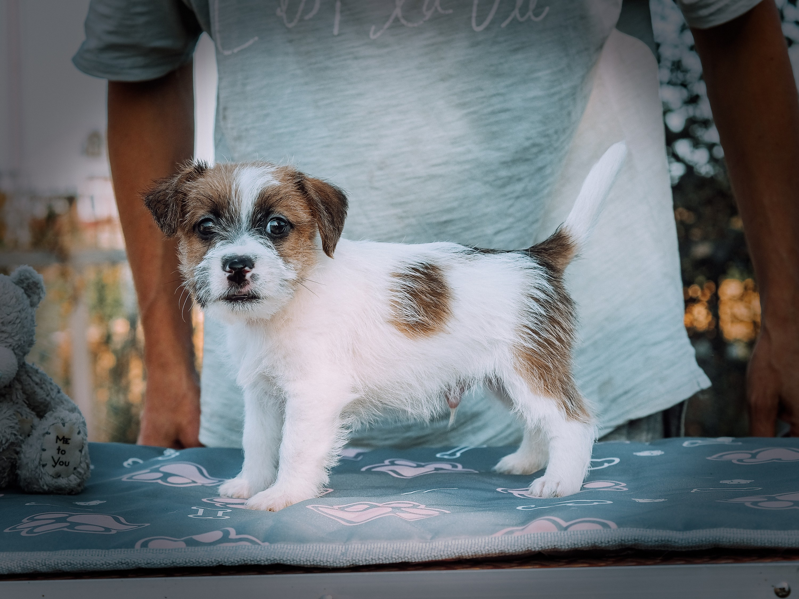 Щенок бело-рыжий джек рассел терьер. КАНЕ МАЭСТРО — питомник Джек рассел терьеров