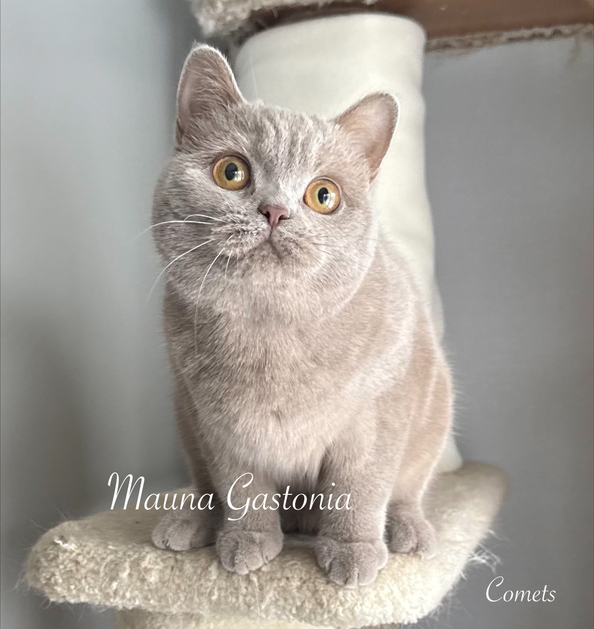 Comets. Mauna Gastonia