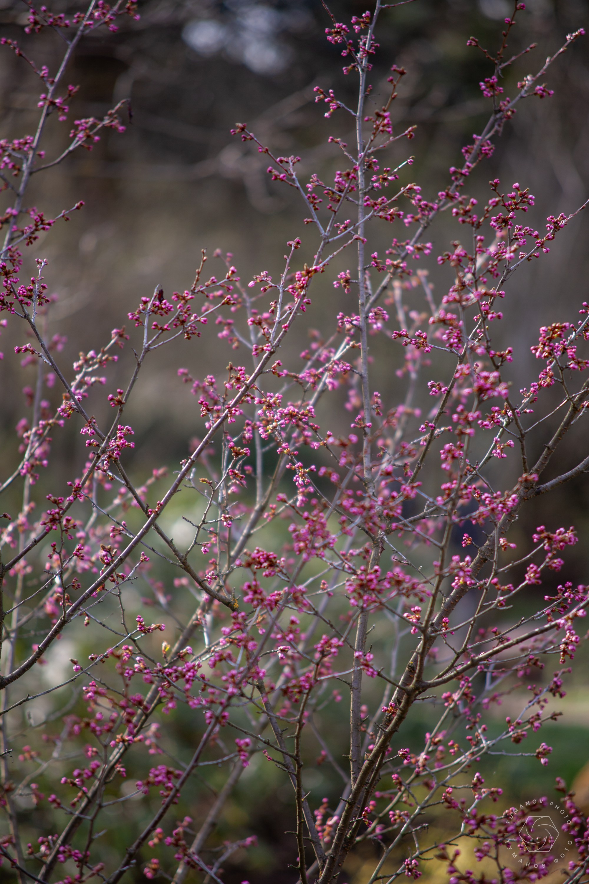 Первые дни ханами в Японском саду, который находится в Ботаническом саду им. Н. В. Цицина. Туманов Виталий — фотограф Москва